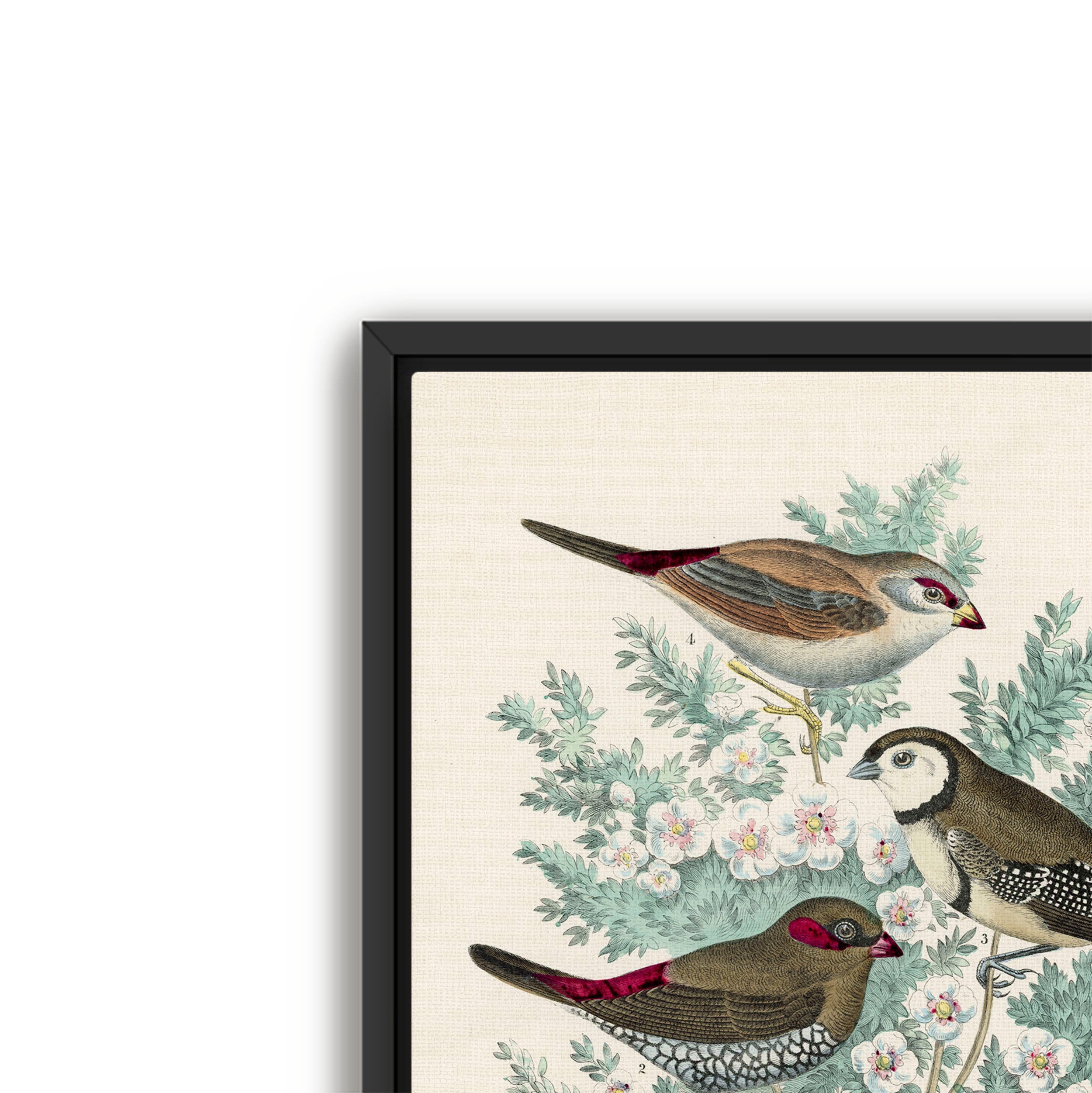 feathered friends