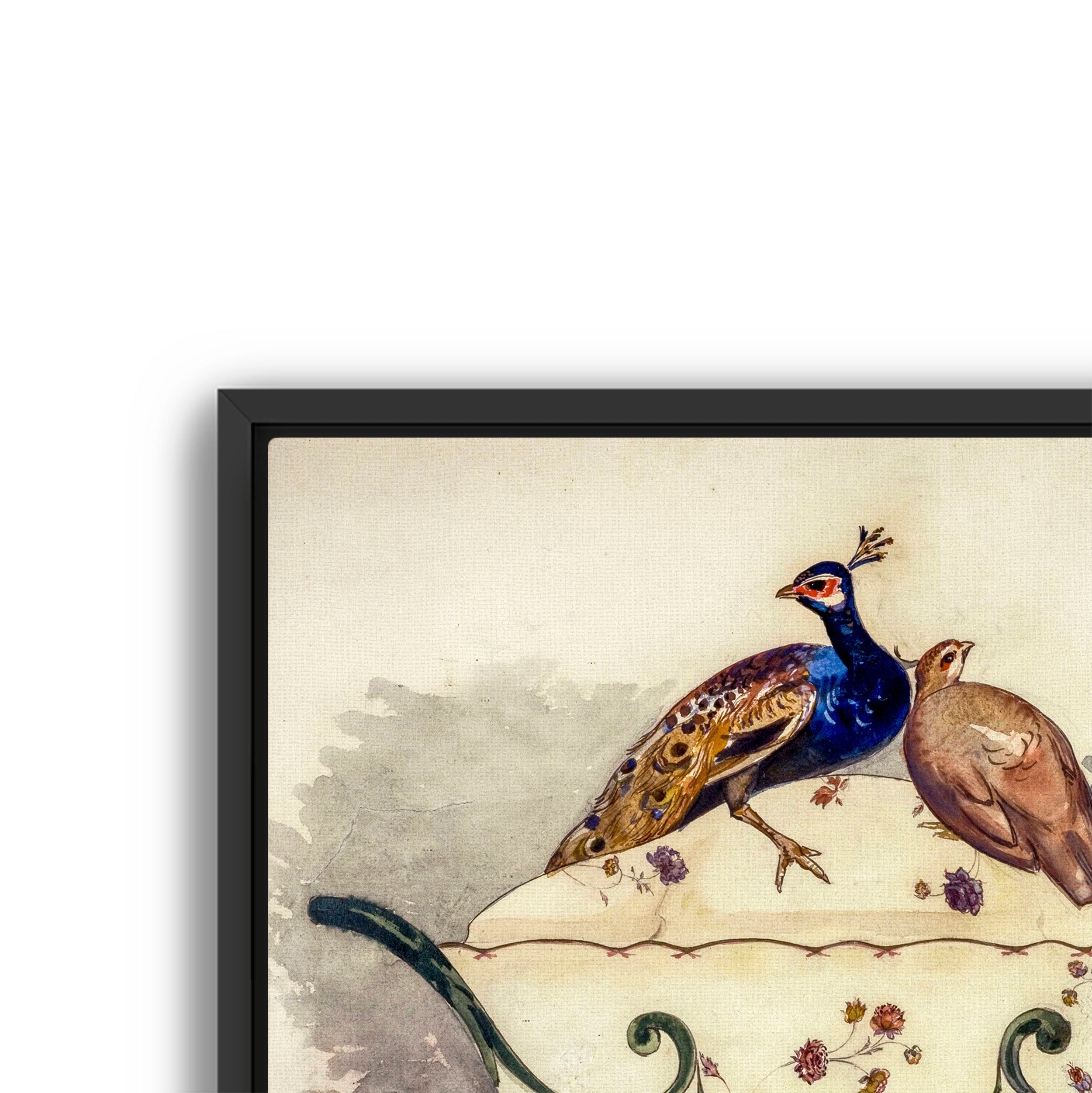 fine pheasant