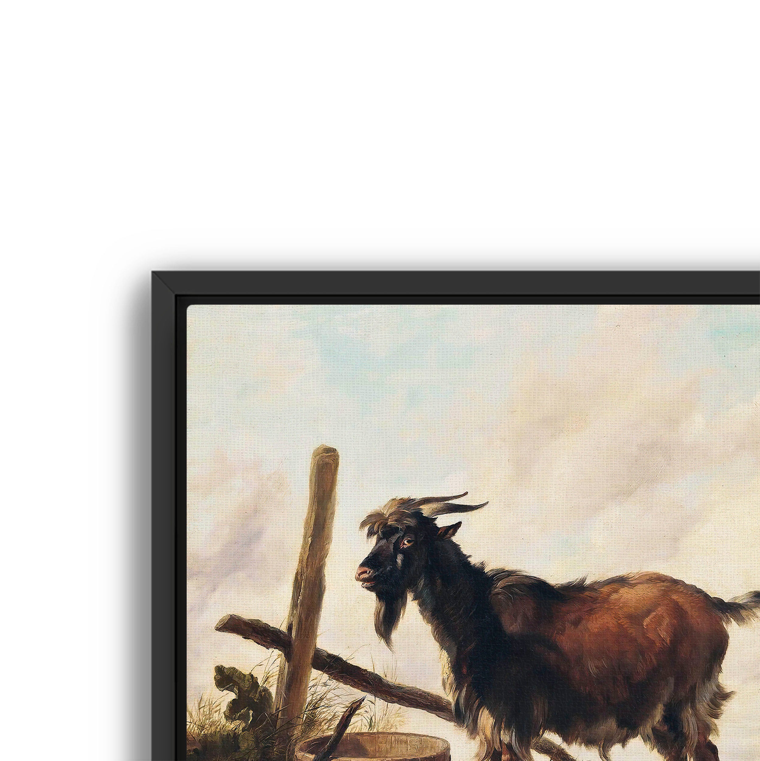 goat in the landscape