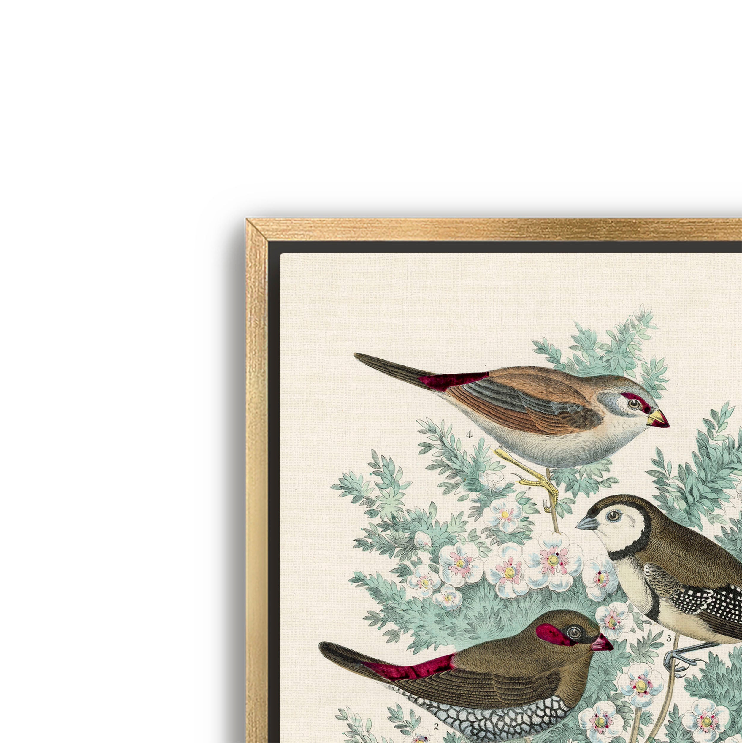 feathered friends