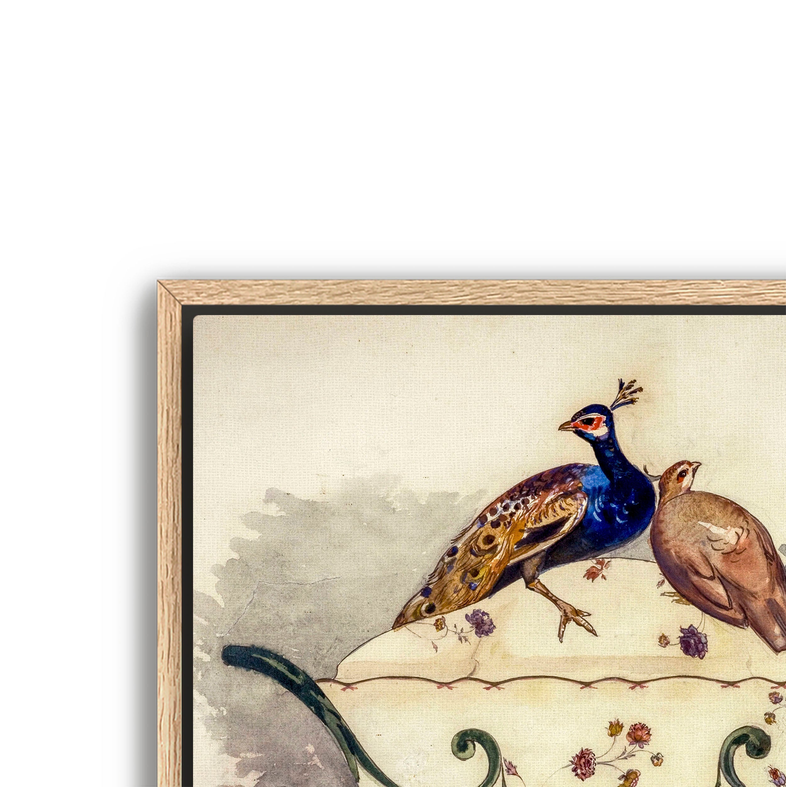 fine pheasant