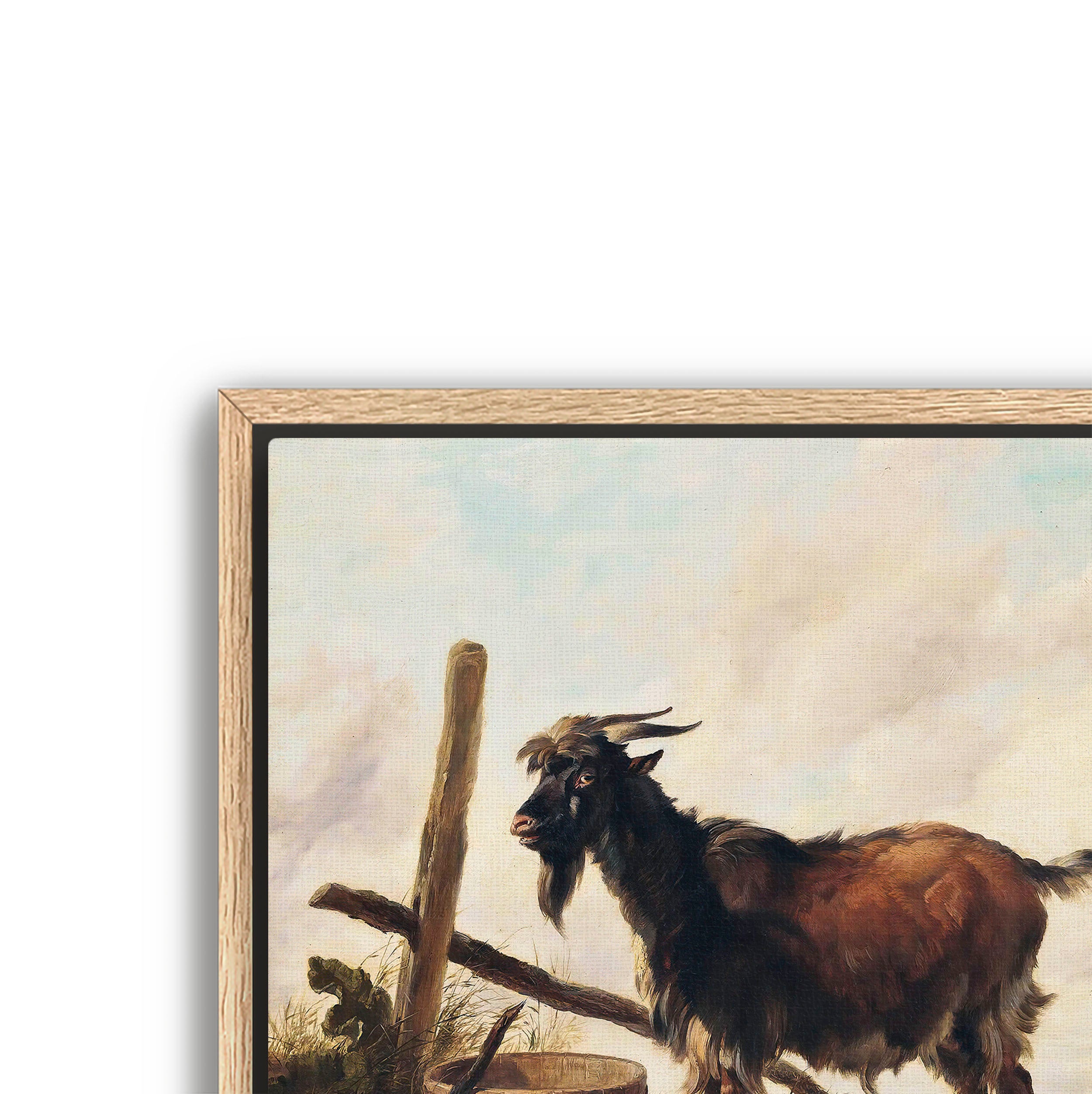 goat in the landscape
