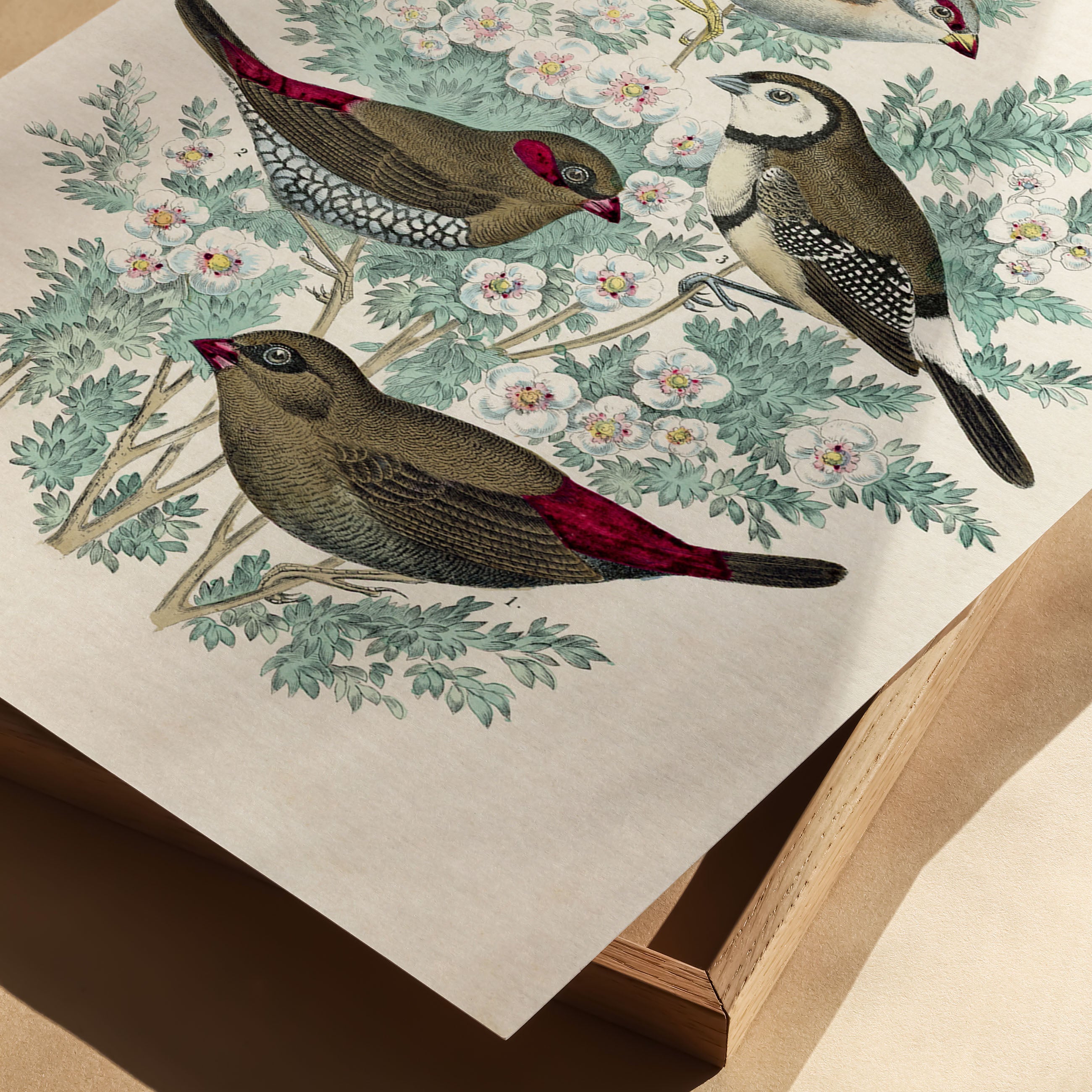 feathered friends