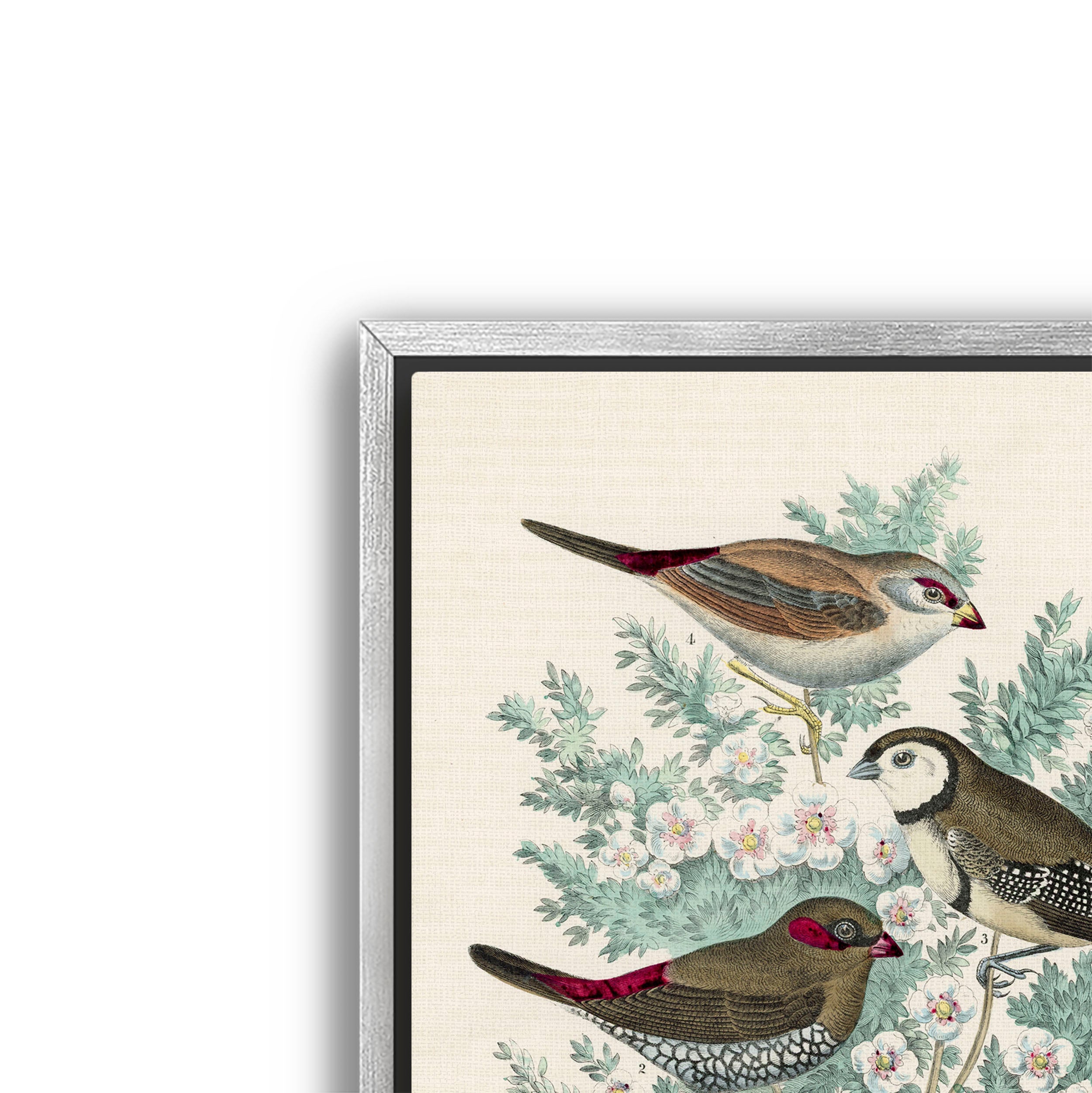 feathered friends