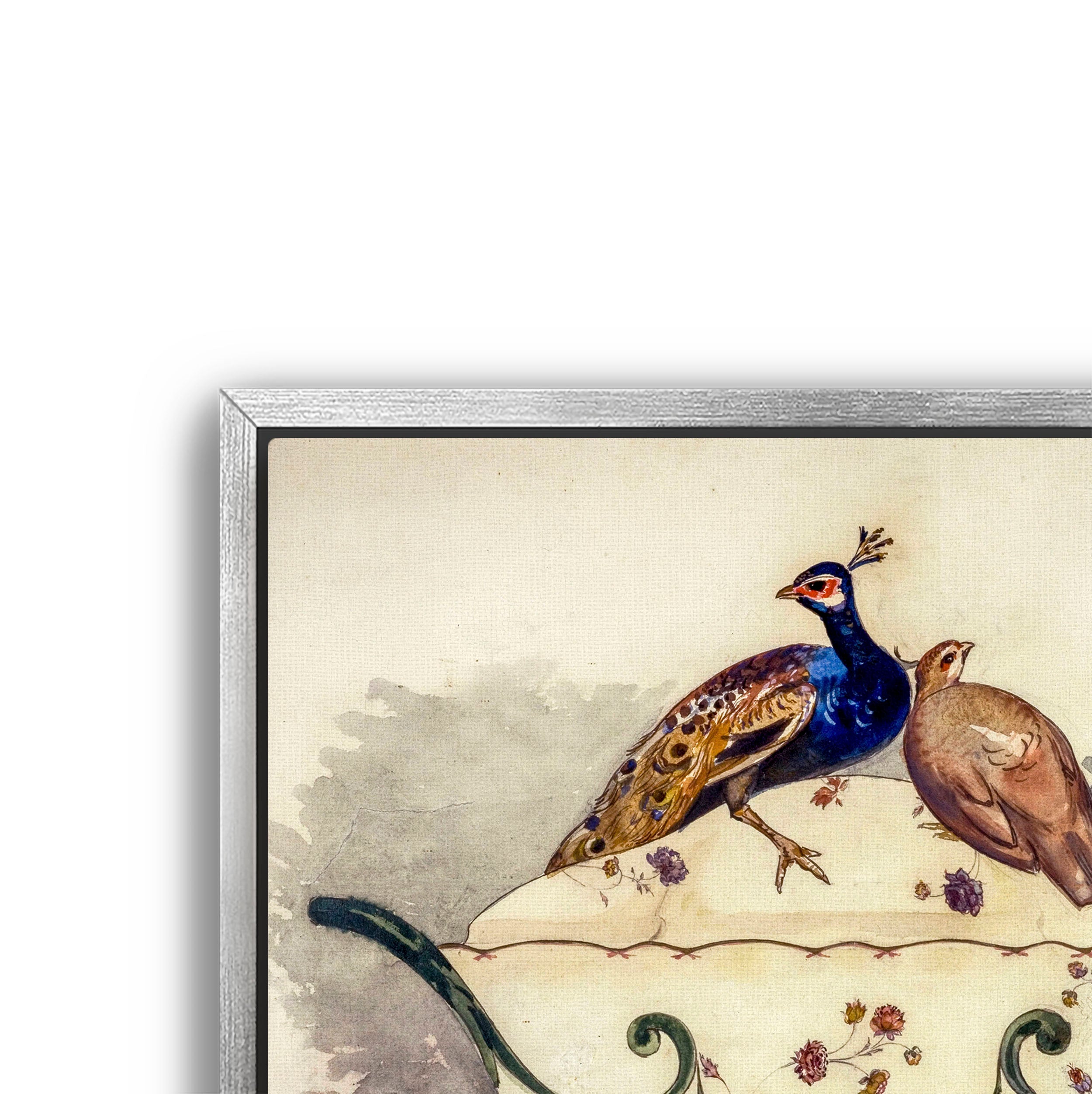 fine pheasant