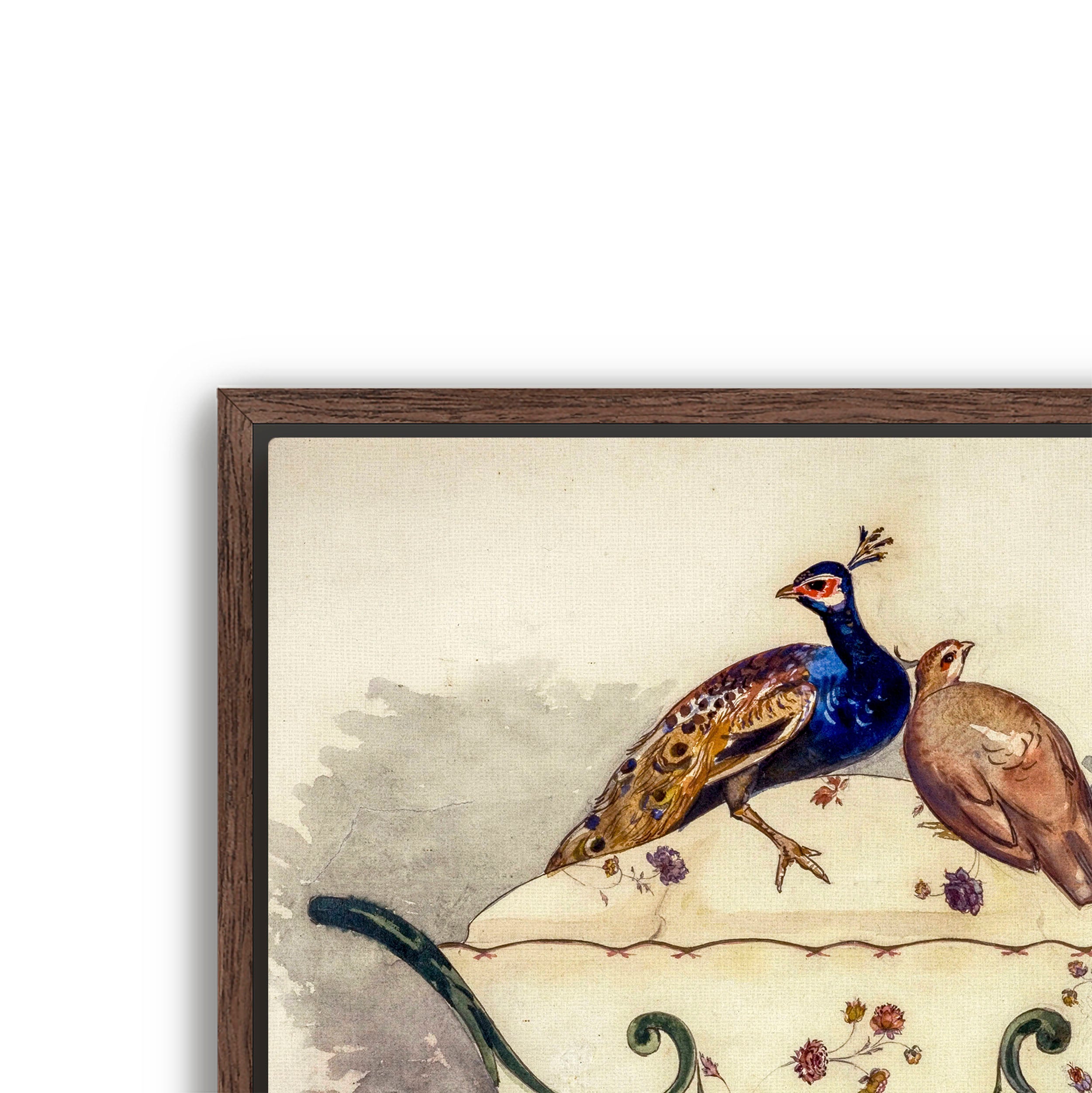 fine pheasant