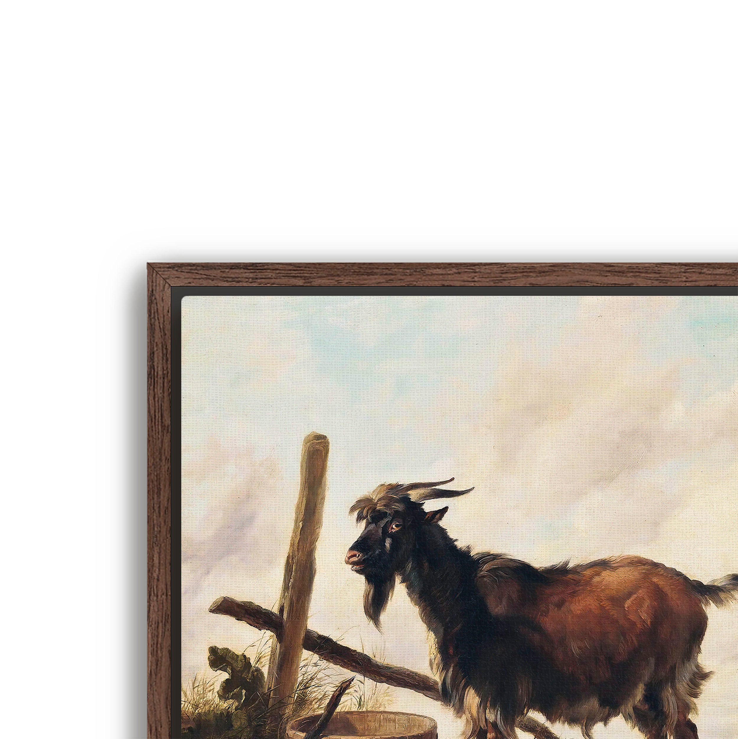 goat in the landscape