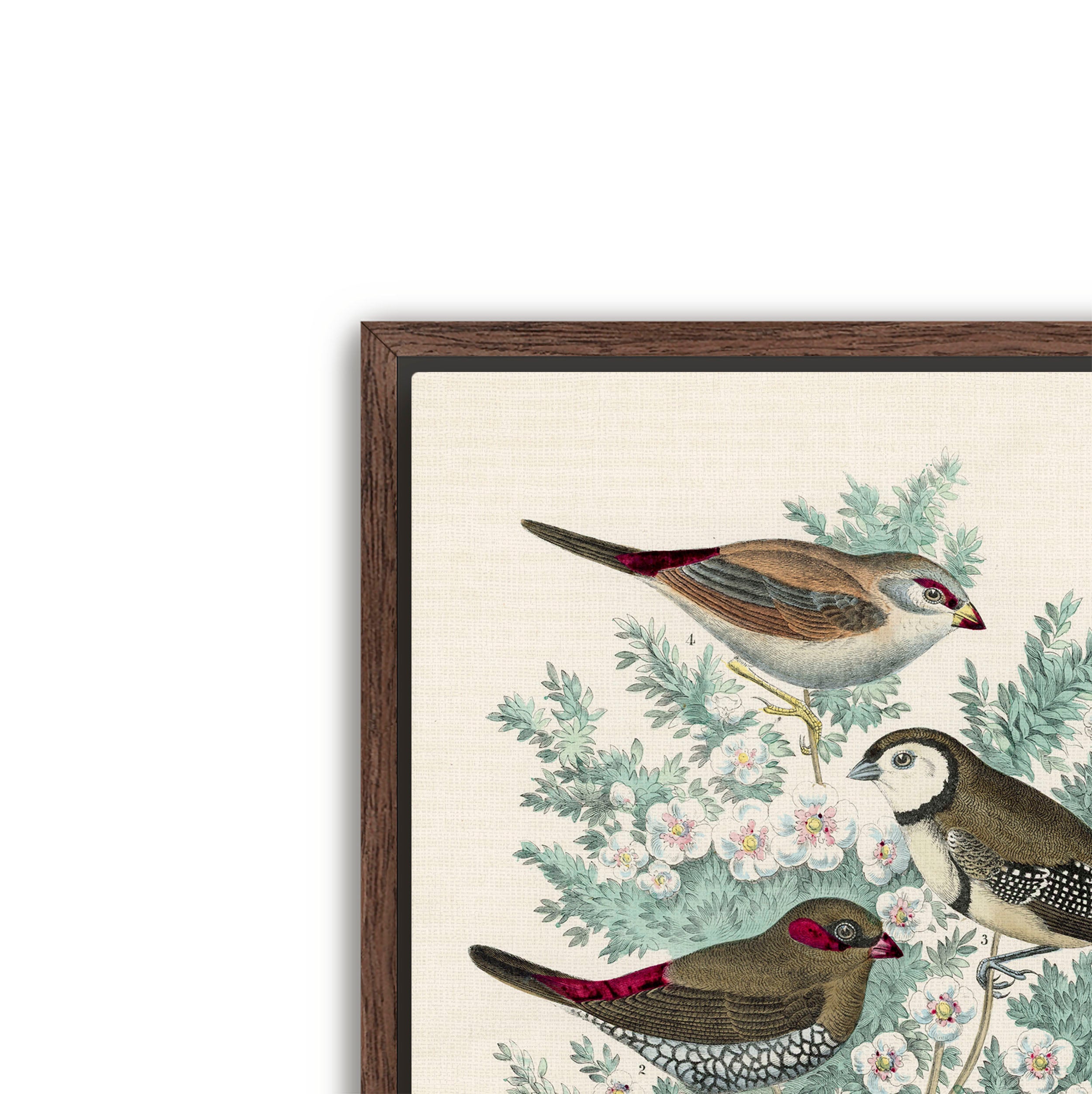 feathered friends