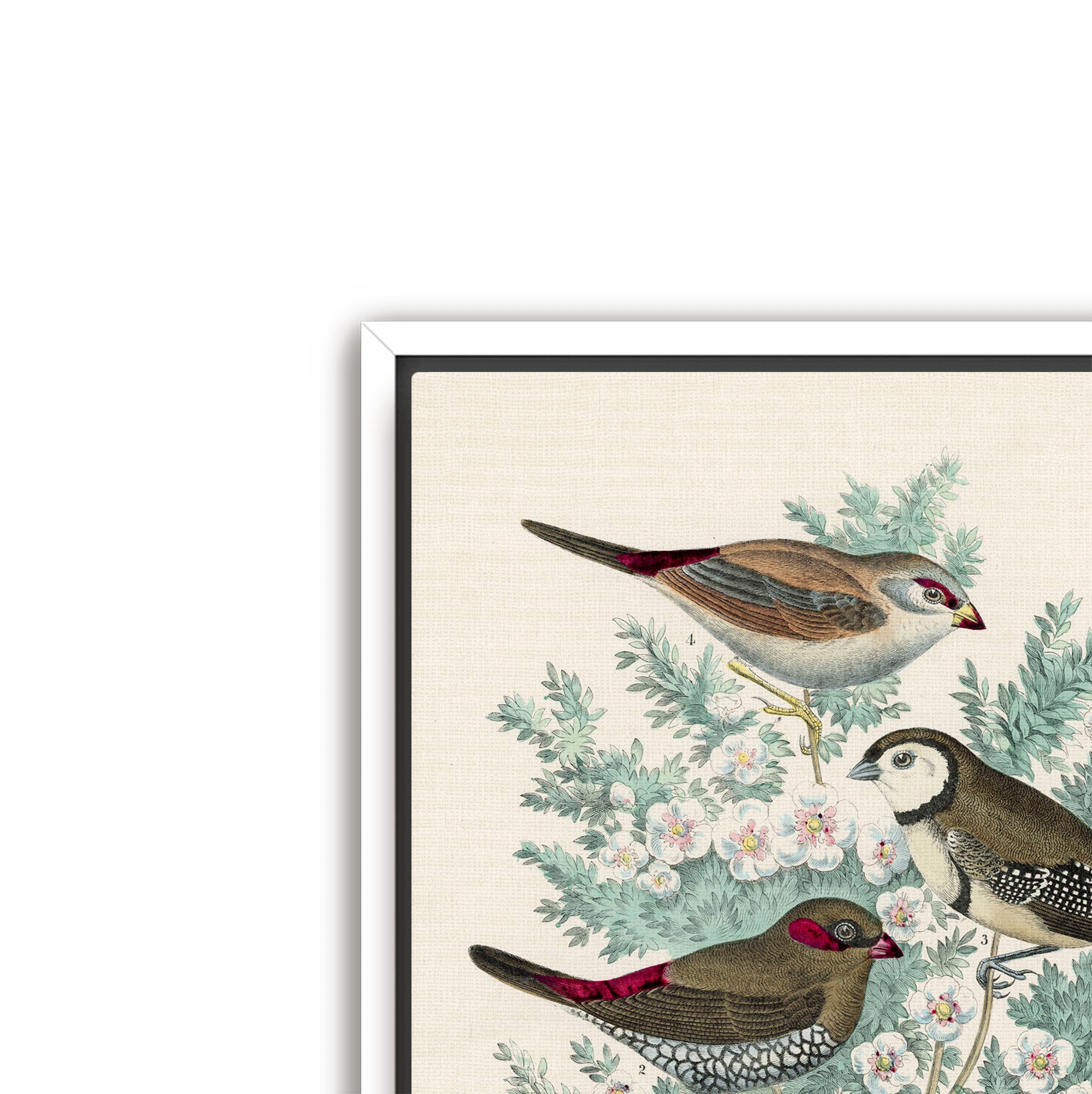feathered friends