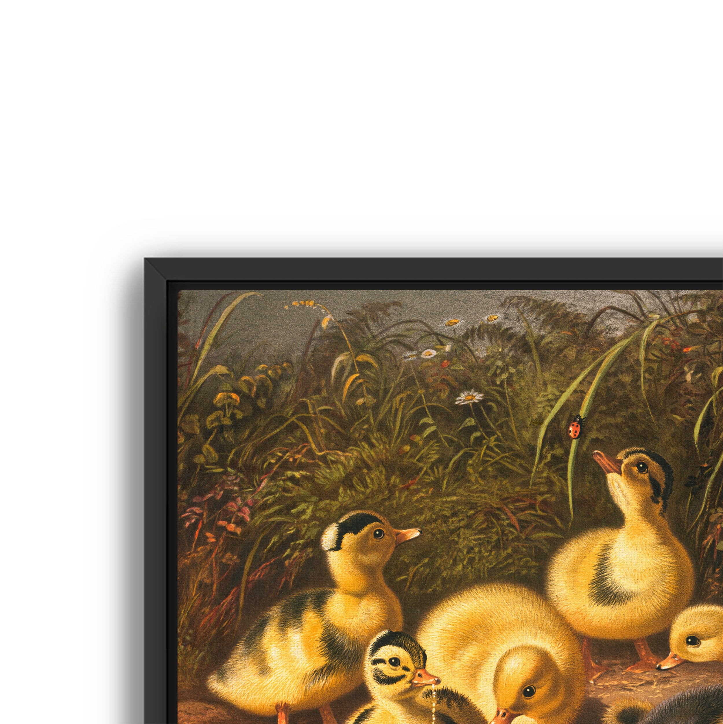 the ducklings