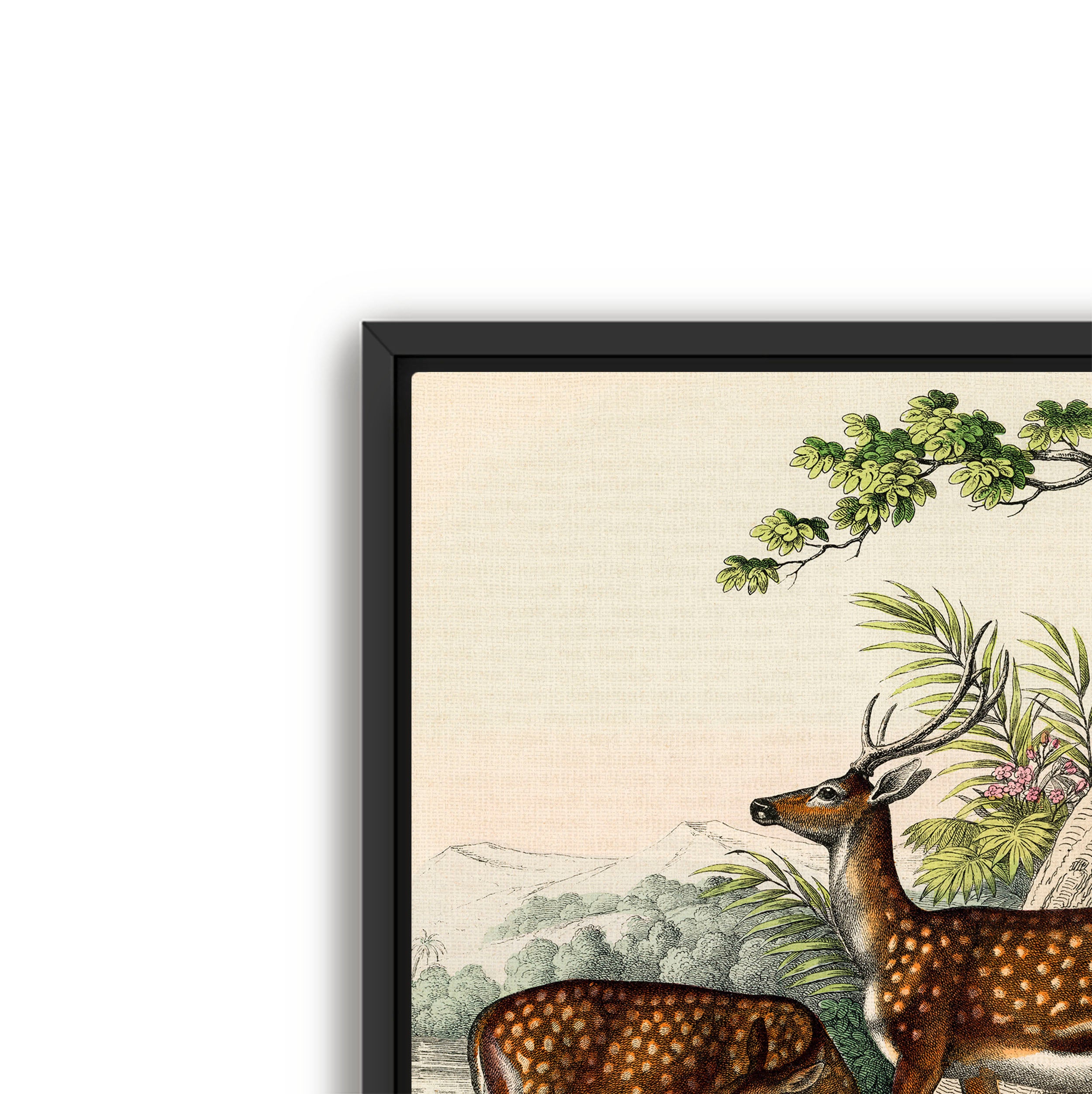 family of deer
