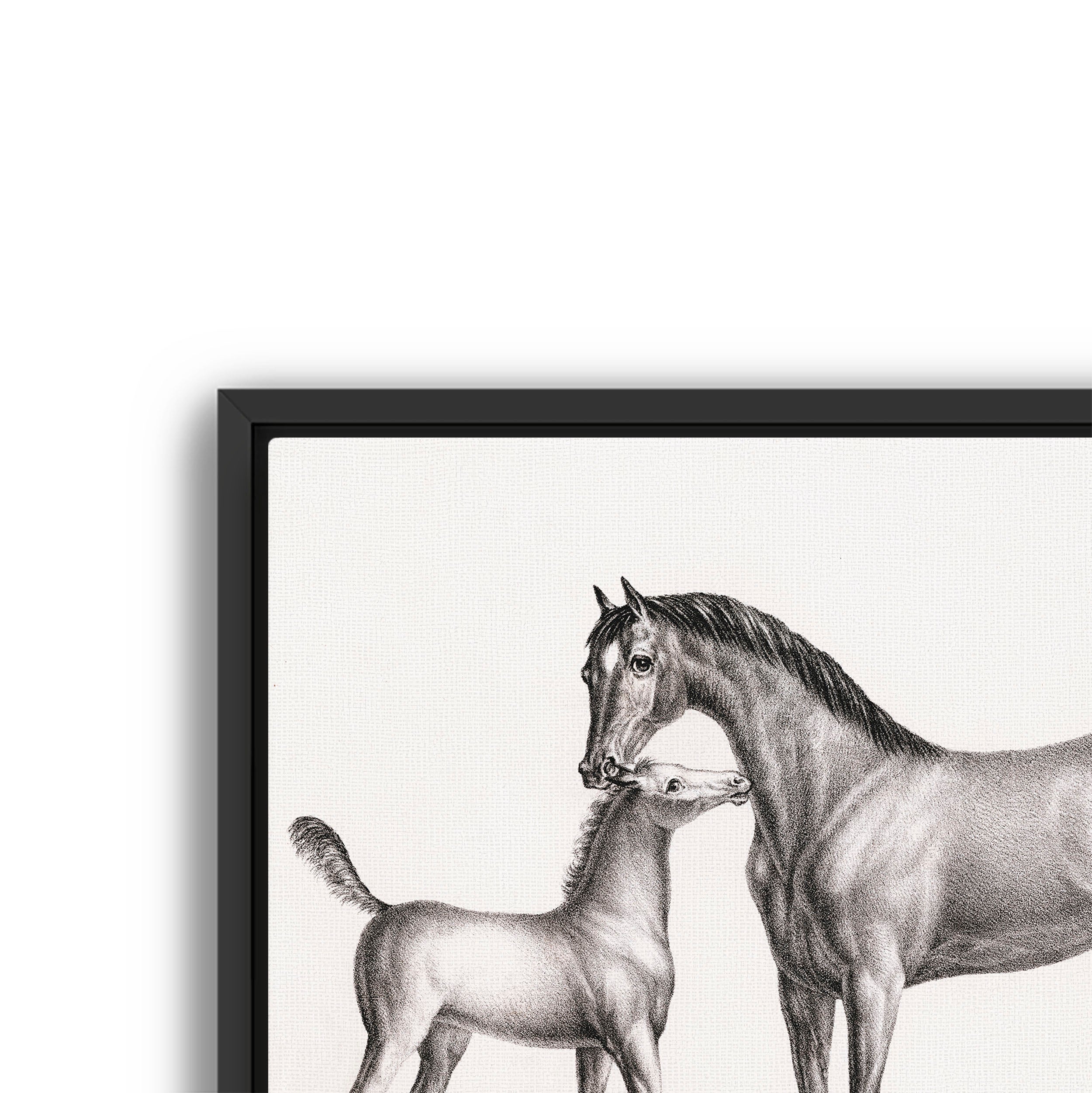 eclipse and her foal
