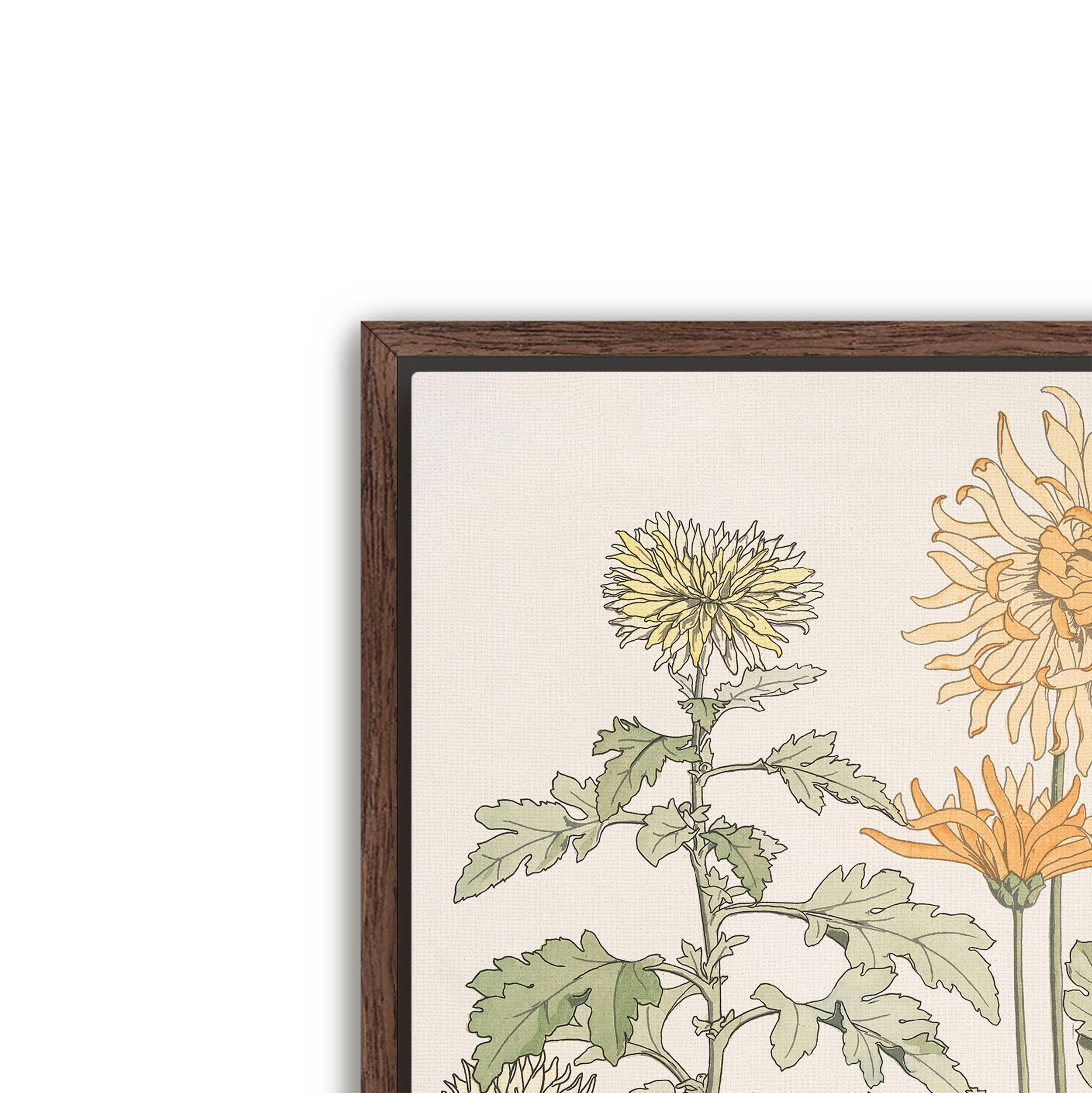 chrysanthème