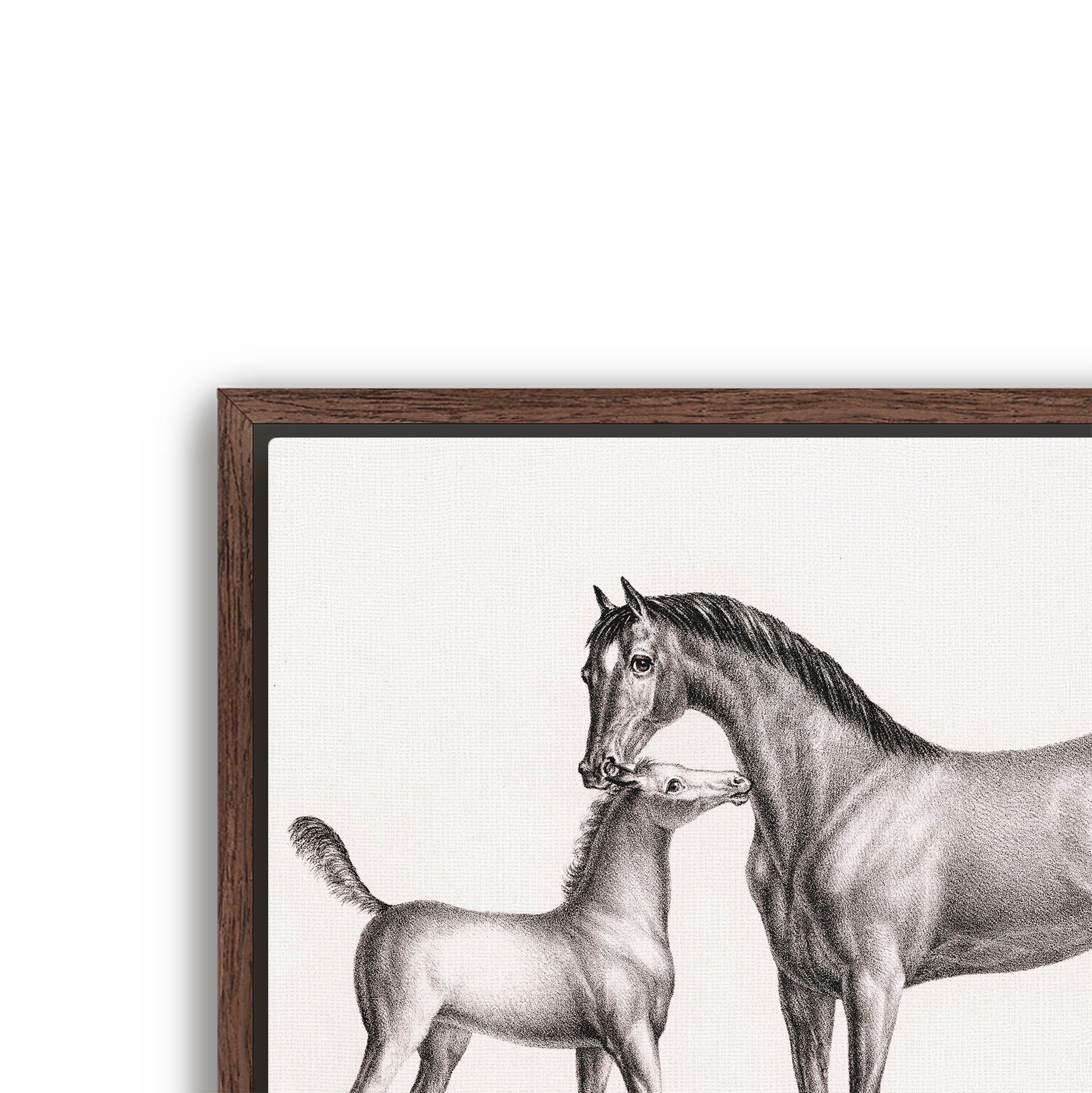 eclipse and her foal
