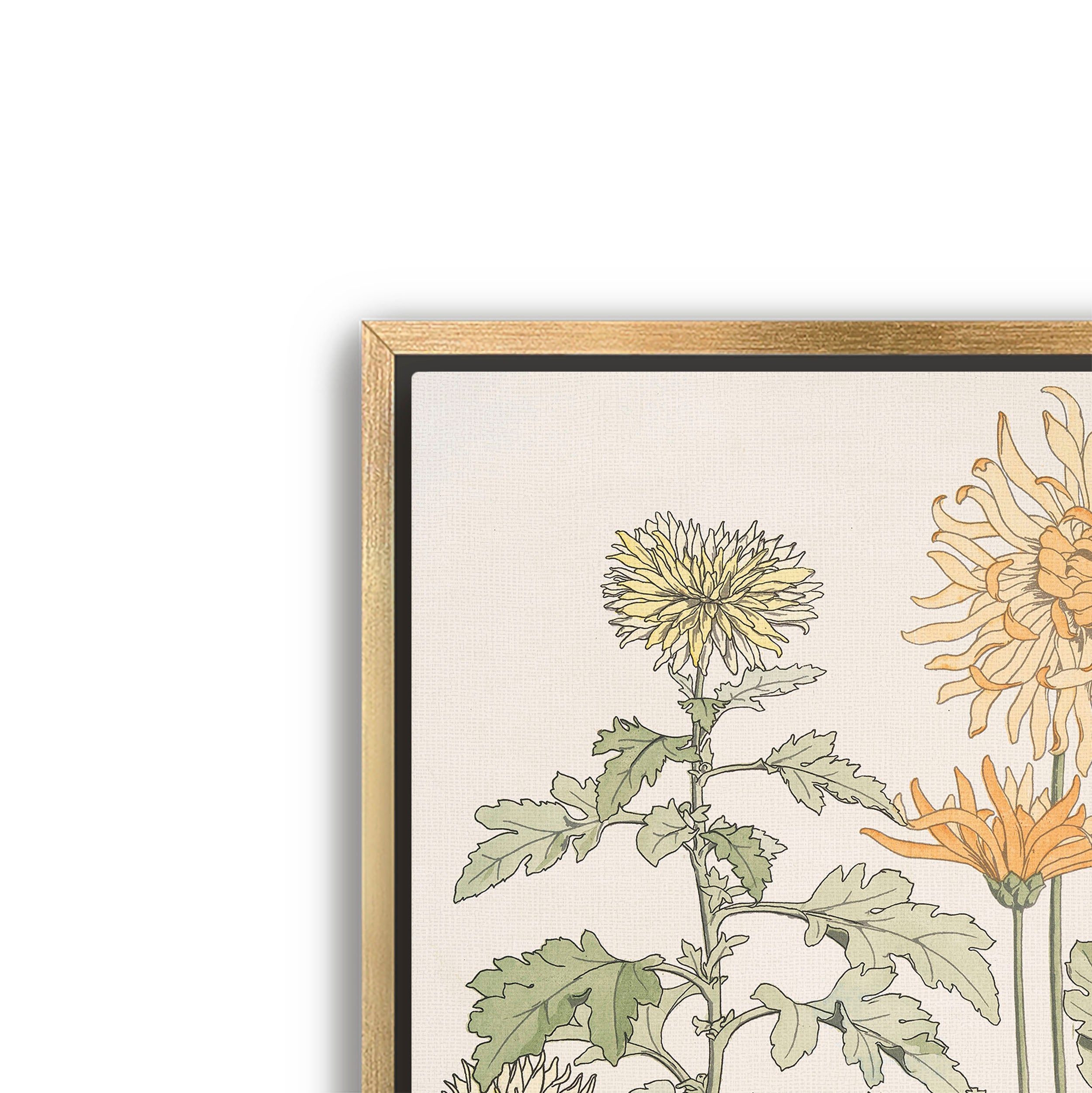 chrysanthème