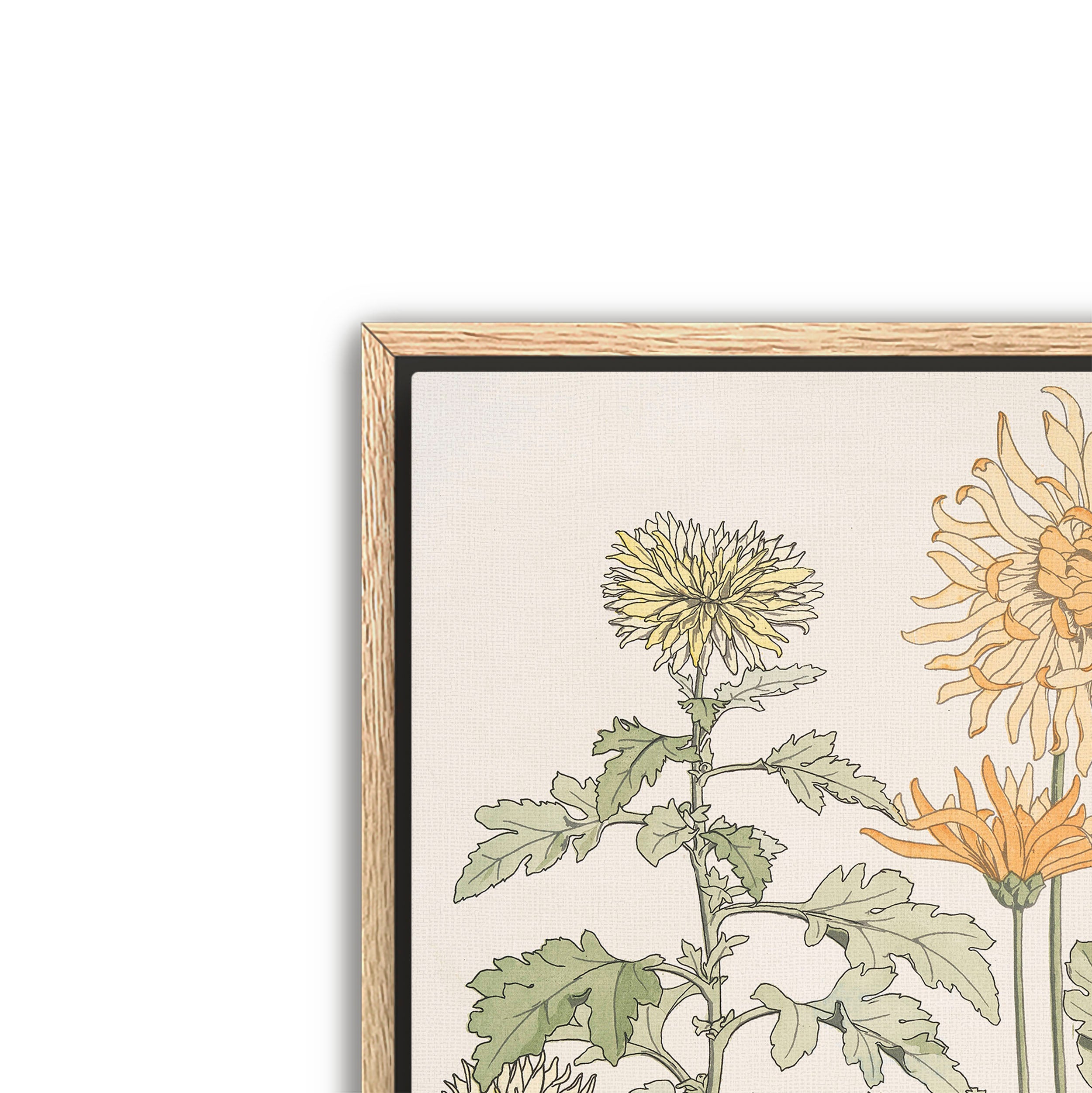 chrysanthème