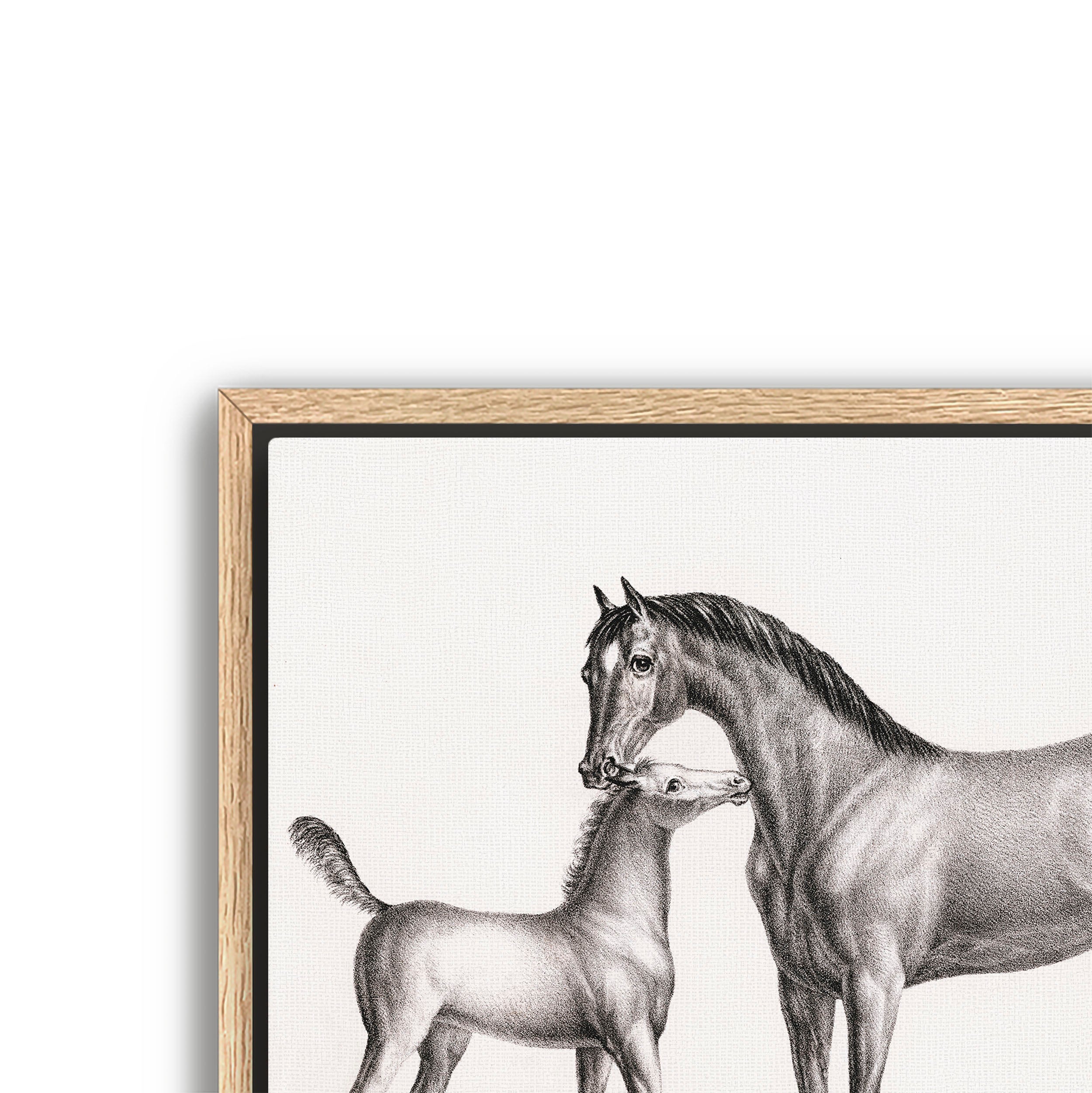 eclipse and her foal