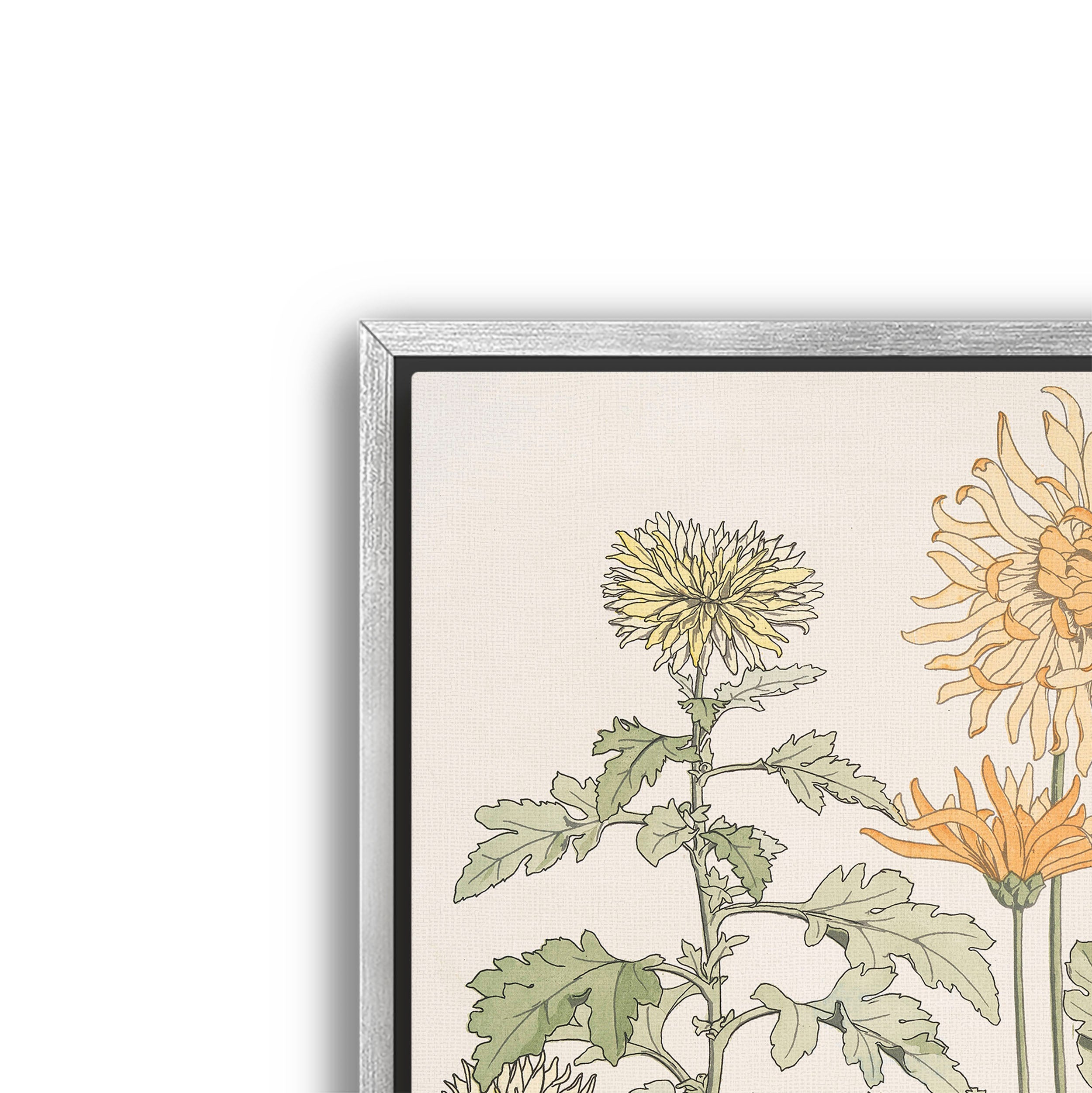 chrysanthème