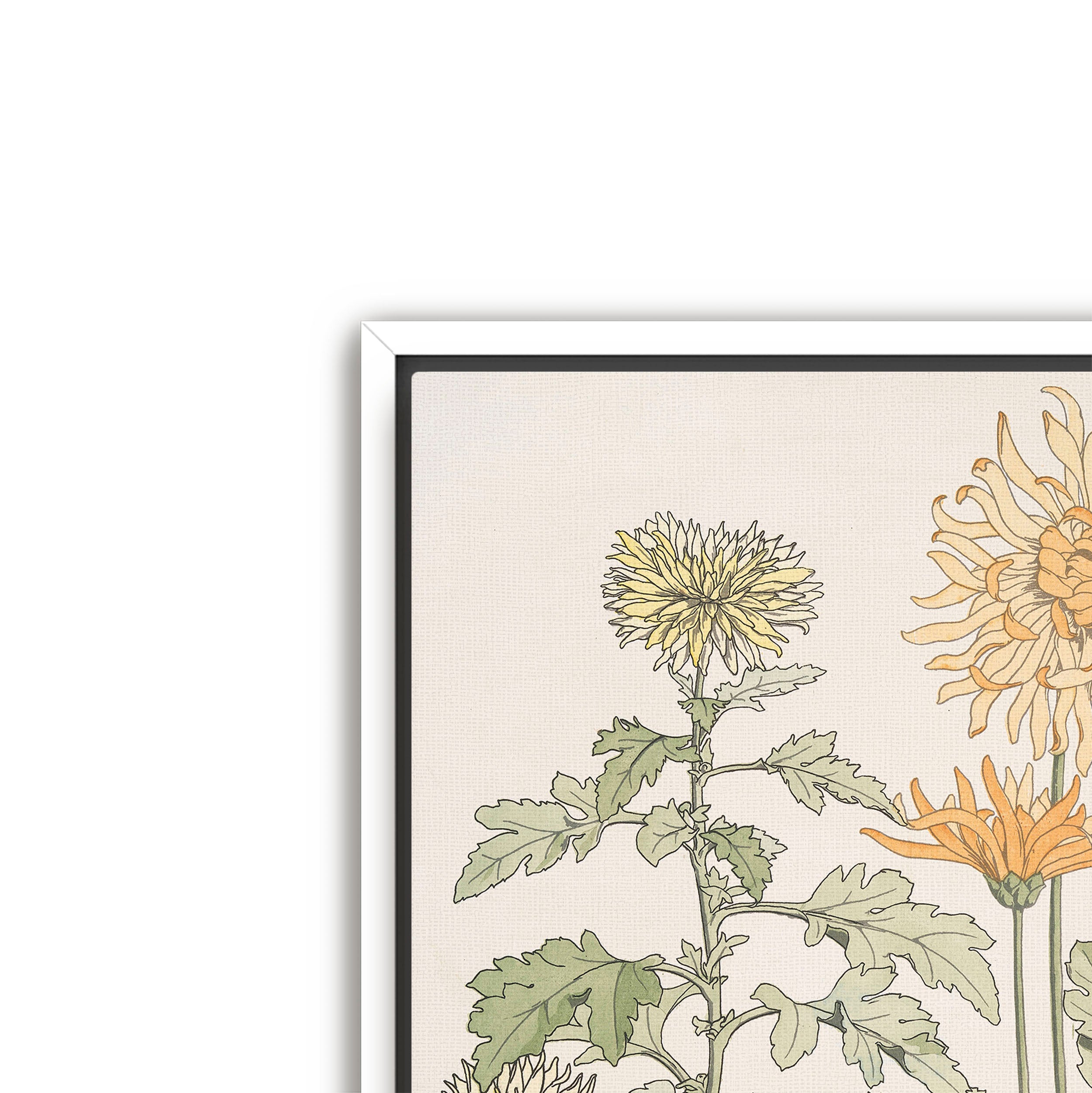 chrysanthème