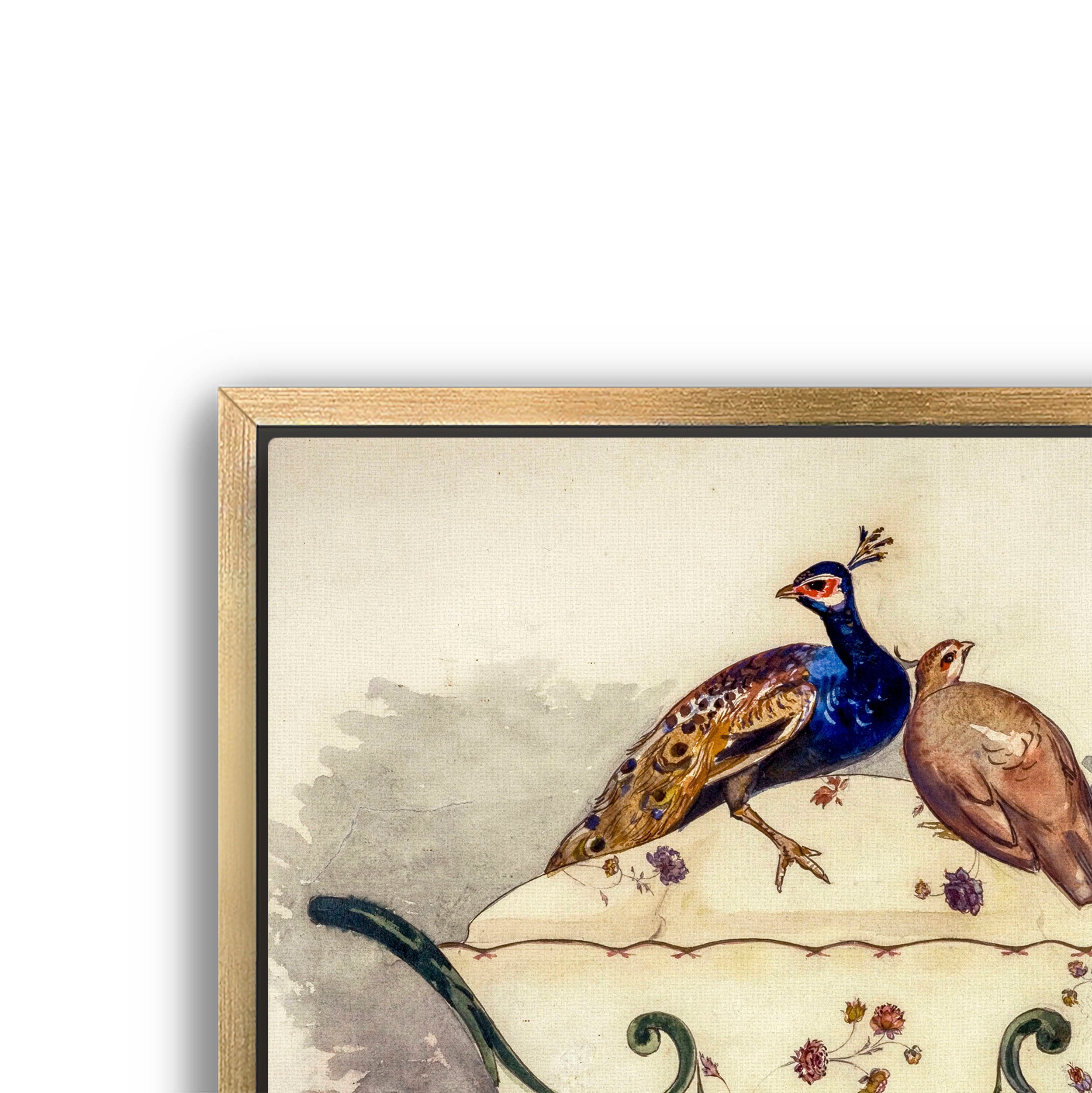 fine pheasant