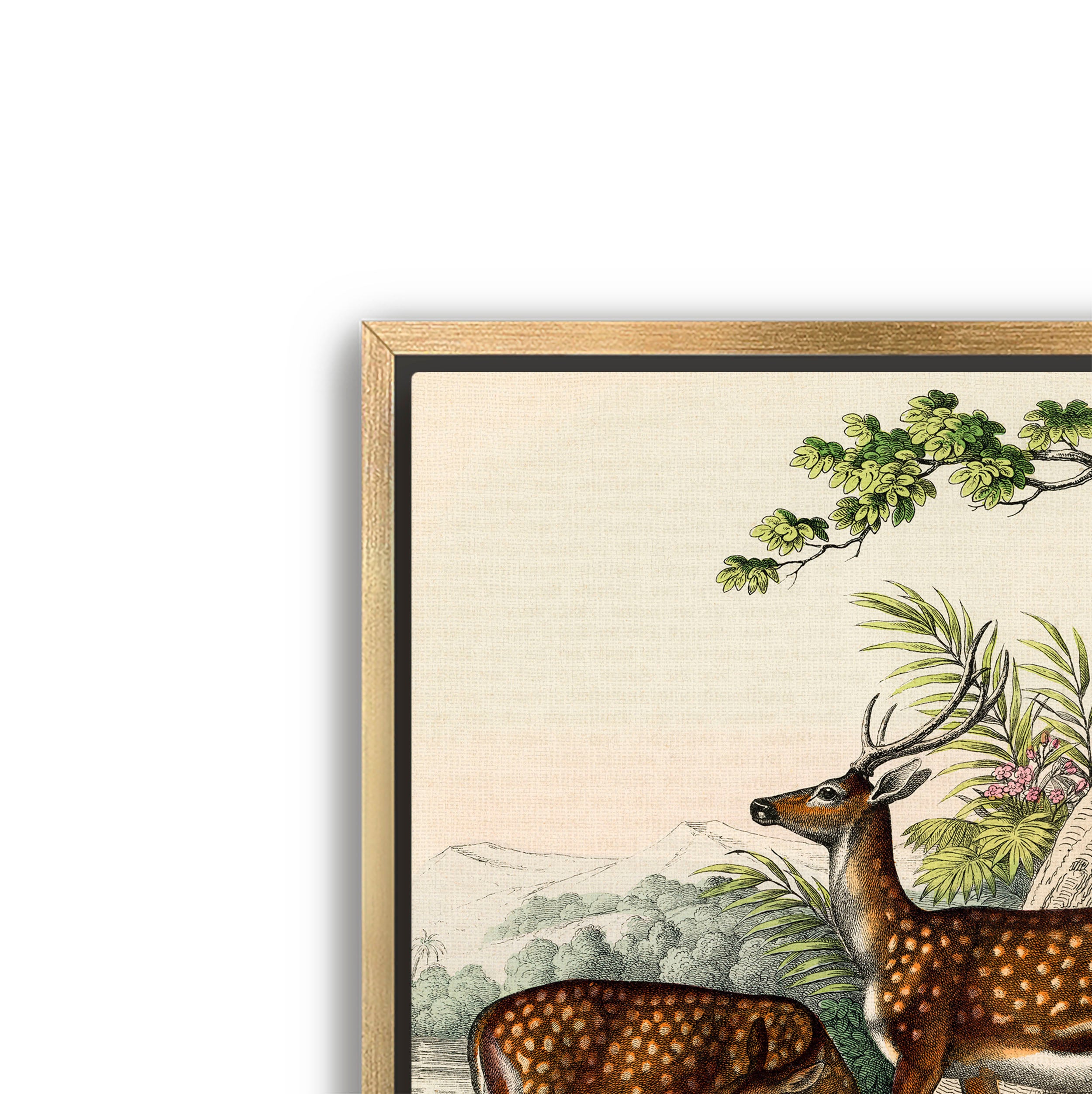 family of deer