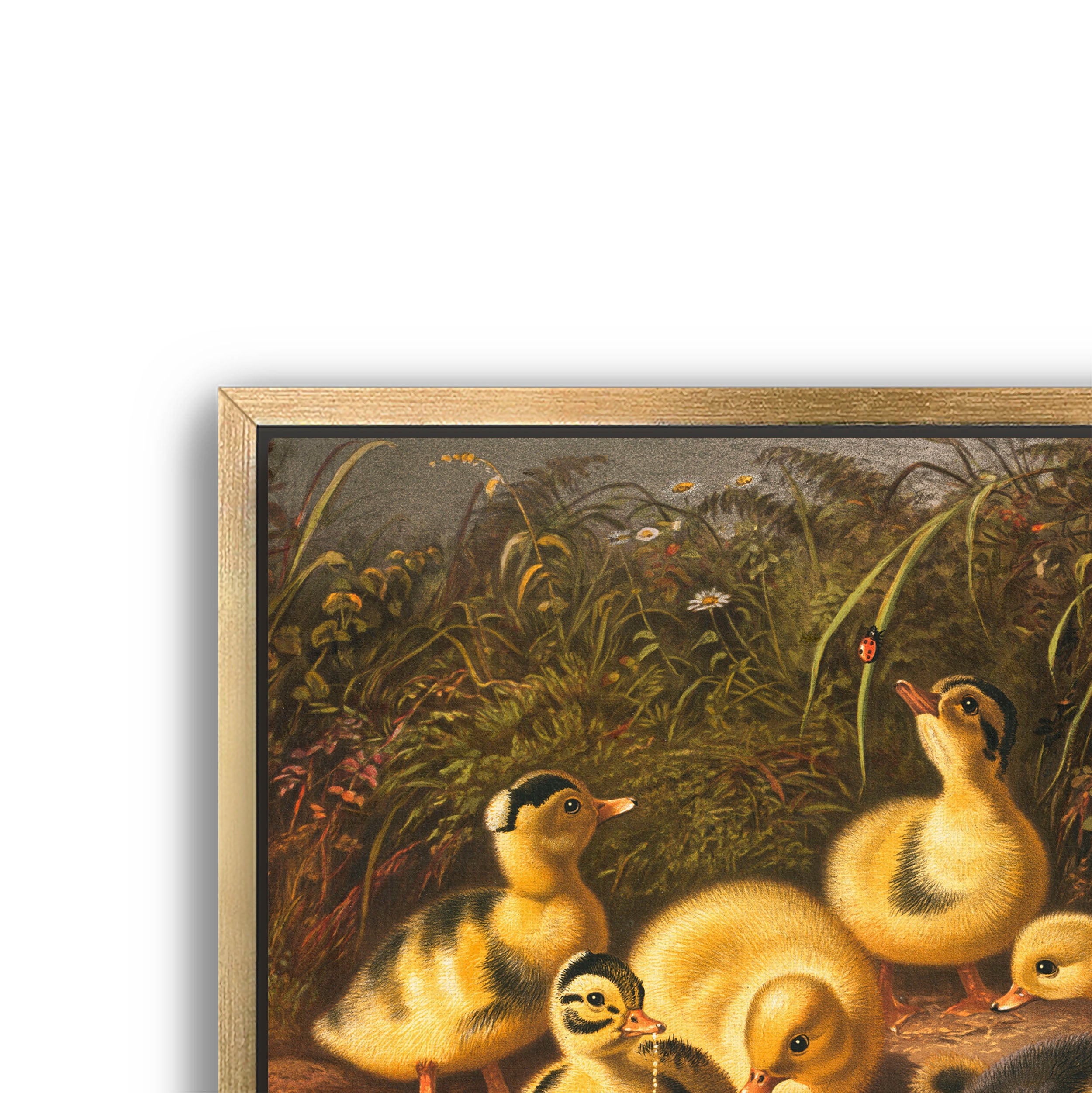 the ducklings