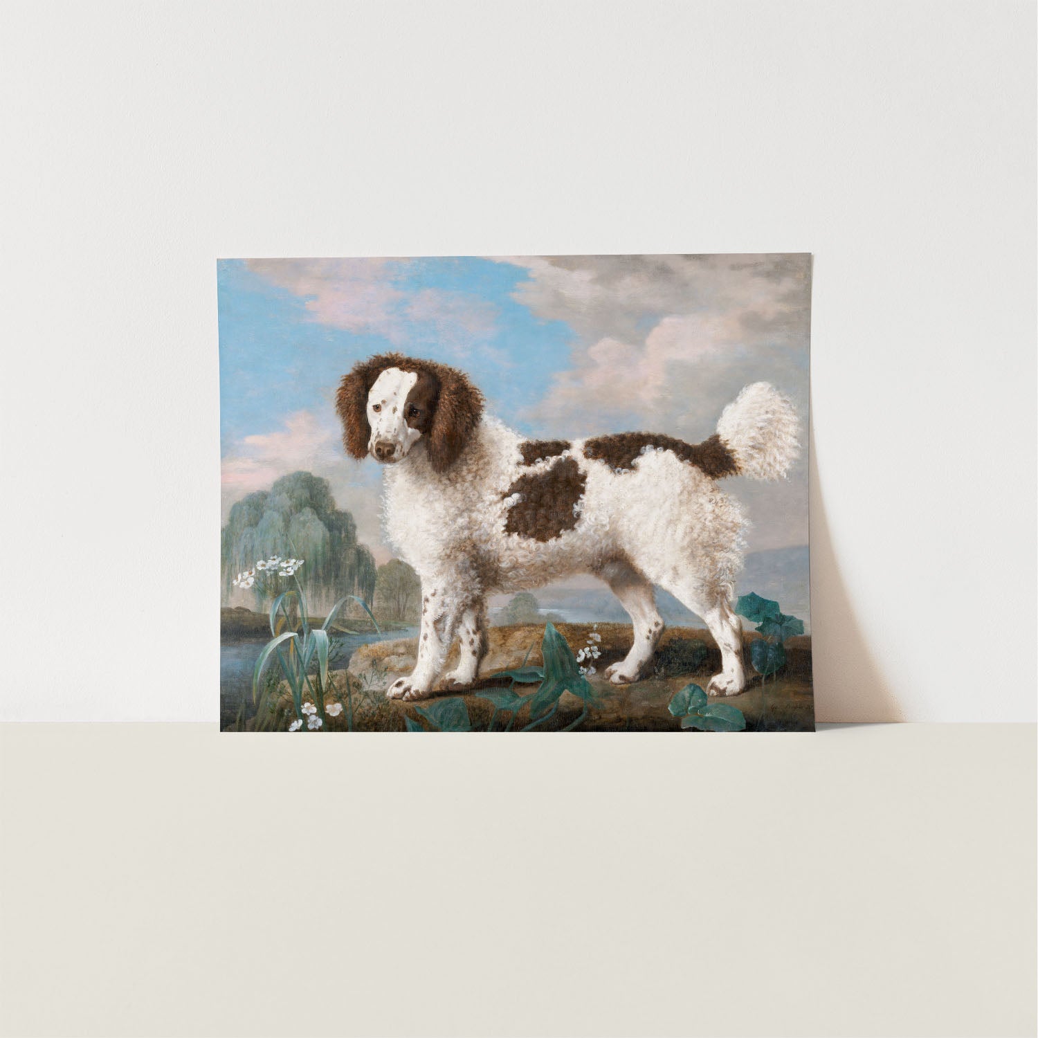 water spaniel