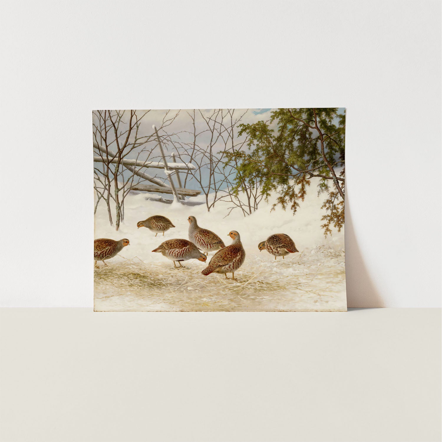 partridges in snow