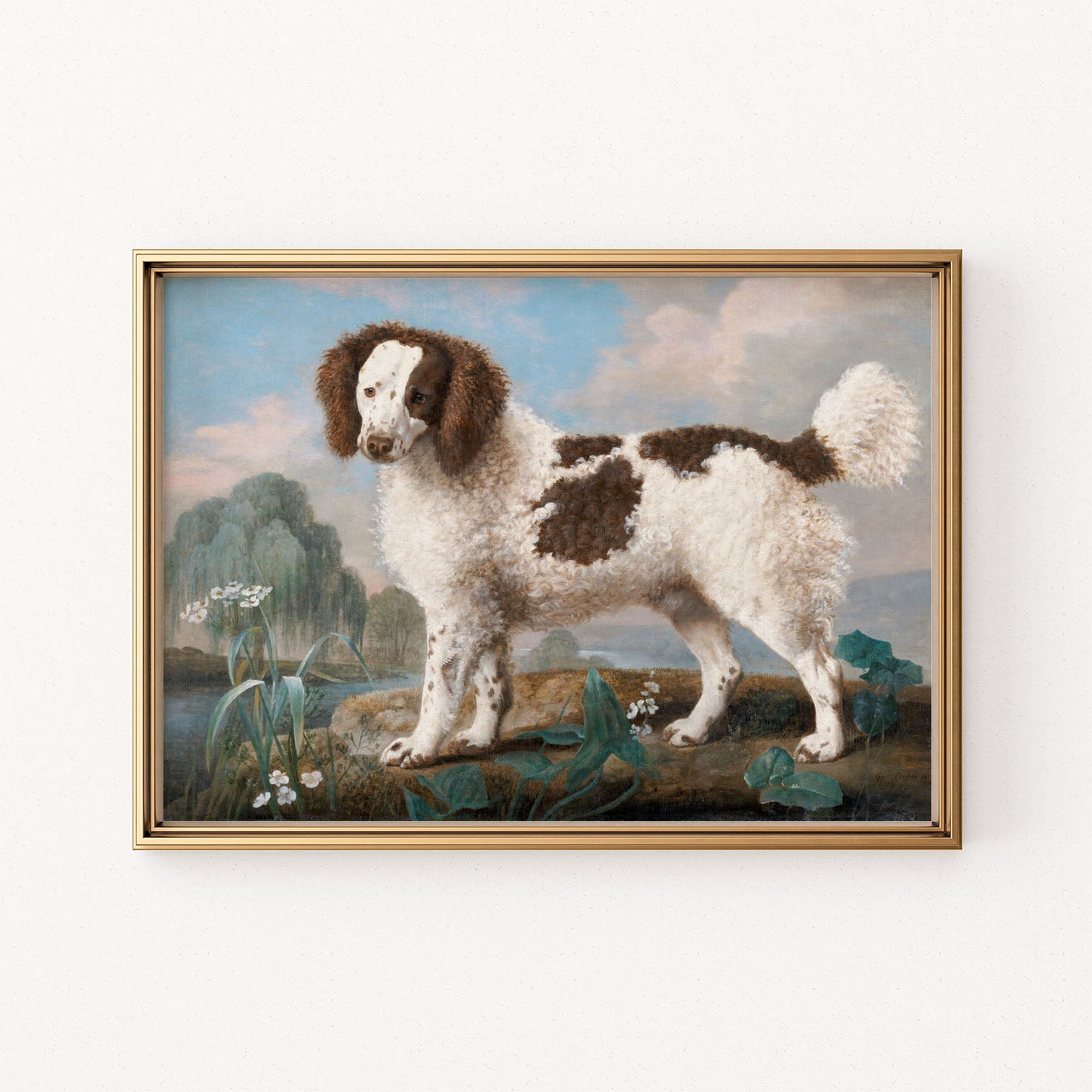 water spaniel