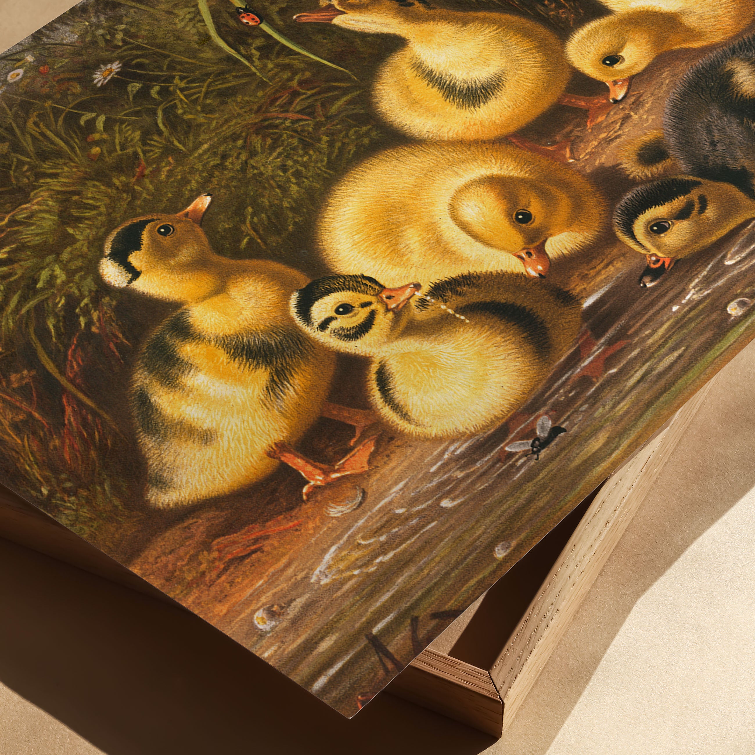 the ducklings