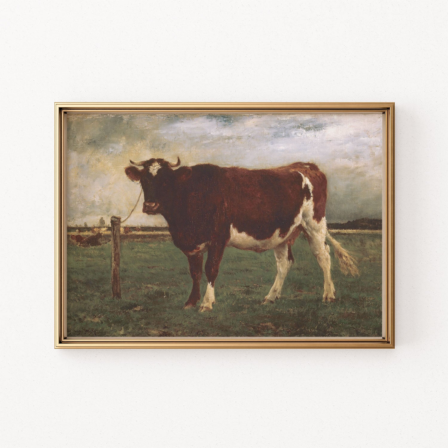 study of a cow