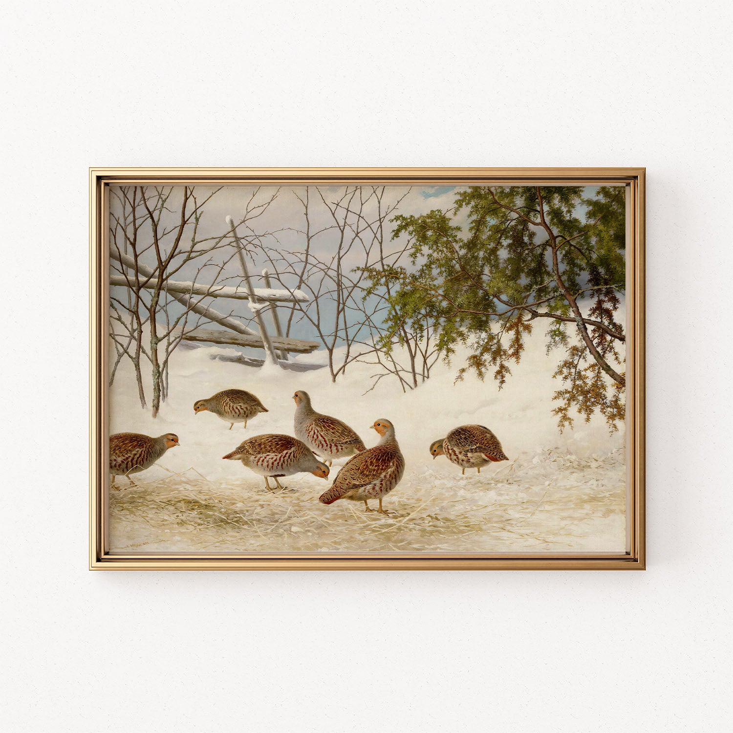 partridges in snow
