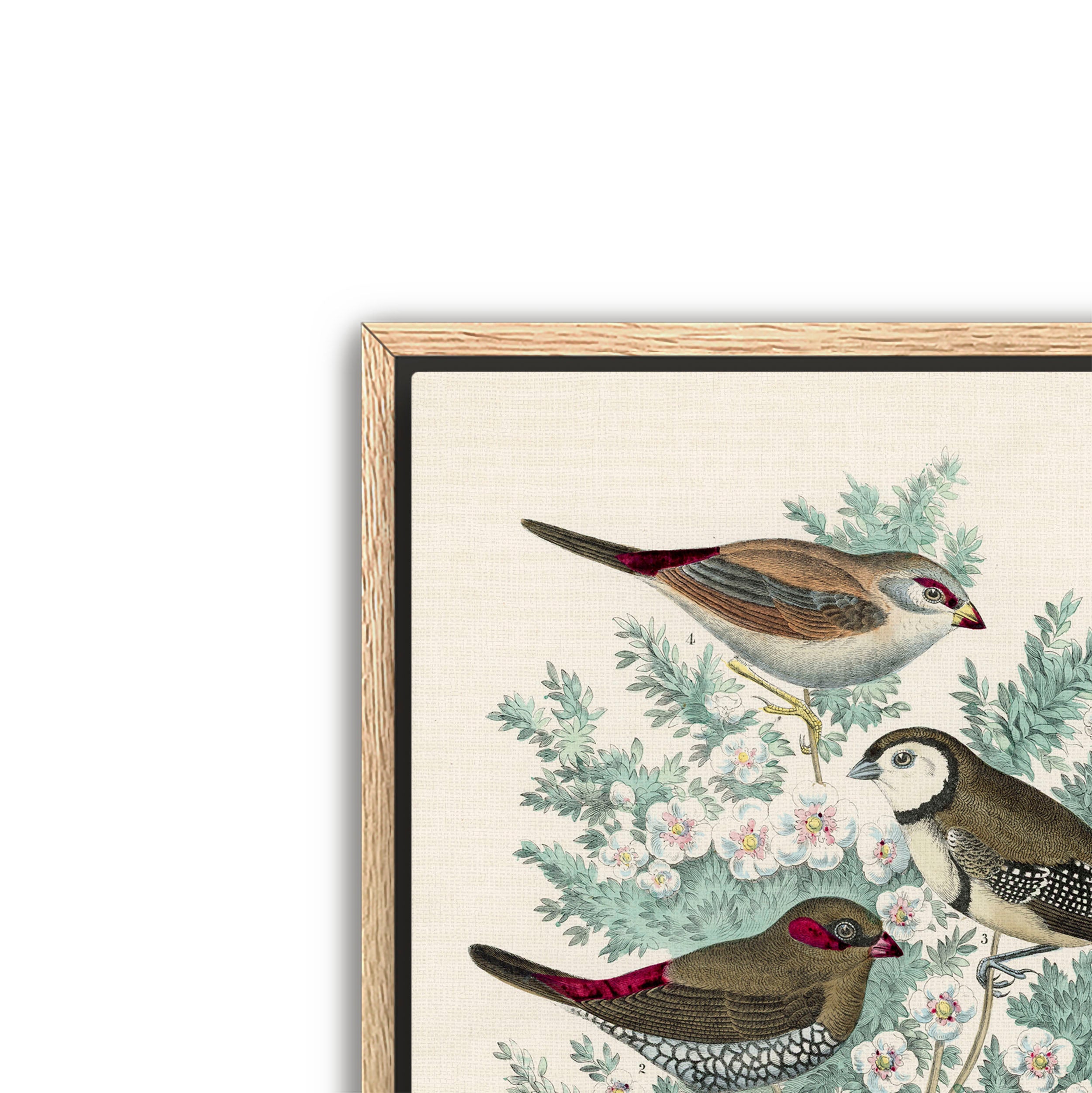feathered friends