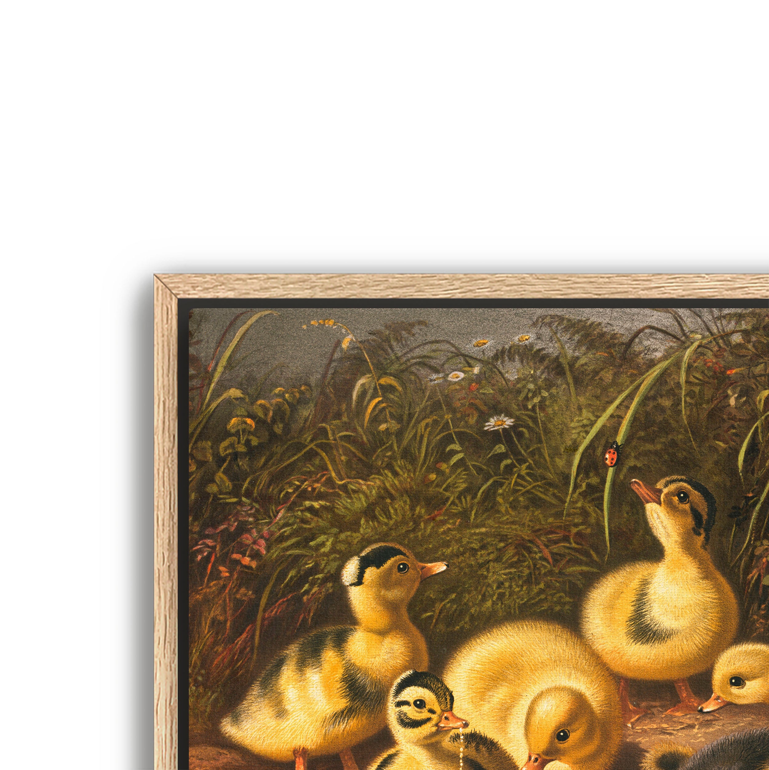 the ducklings