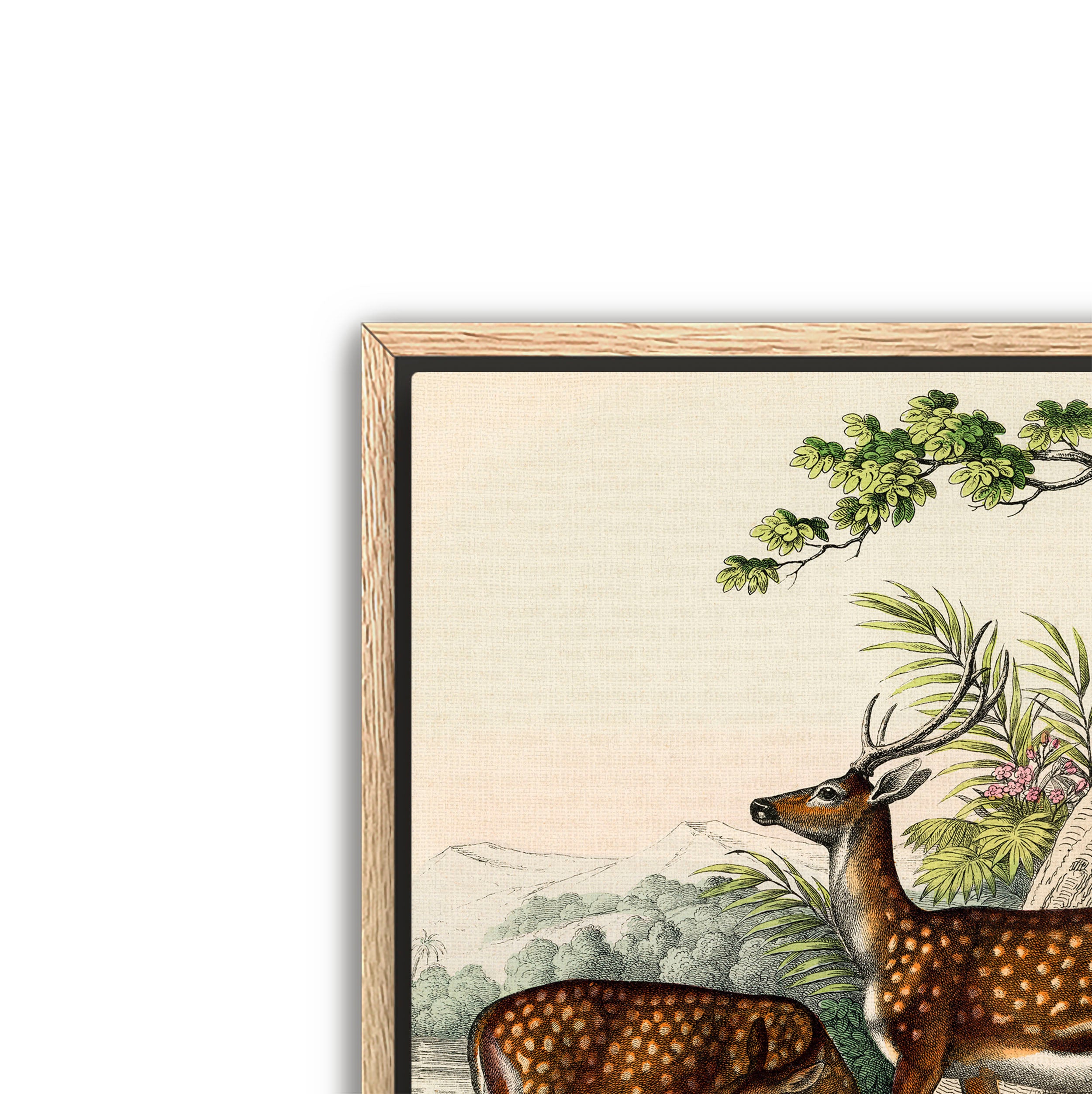 family of deer