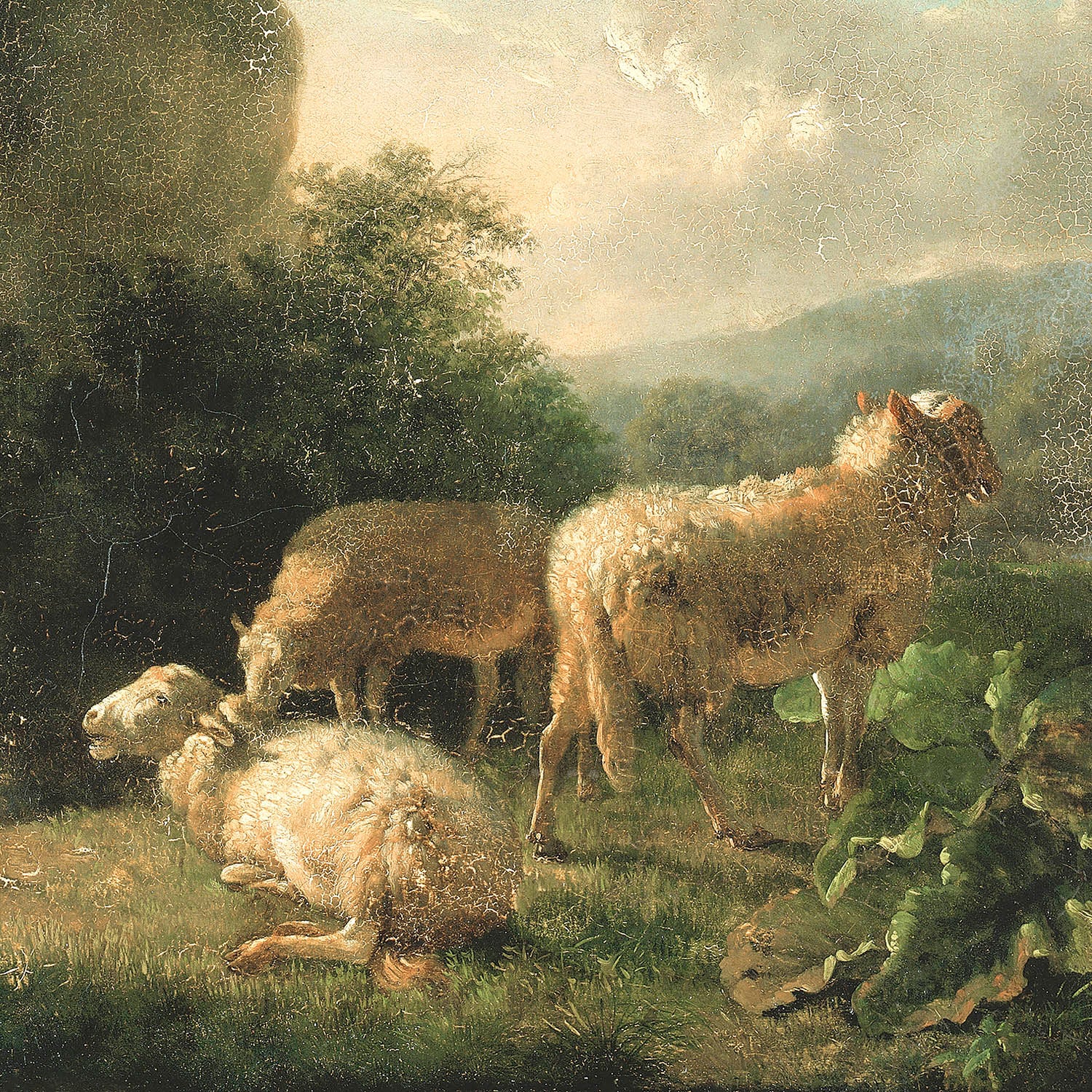sheep