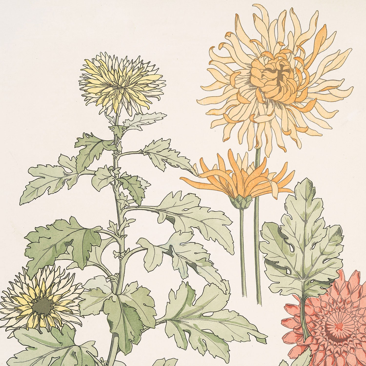 chrysanthème