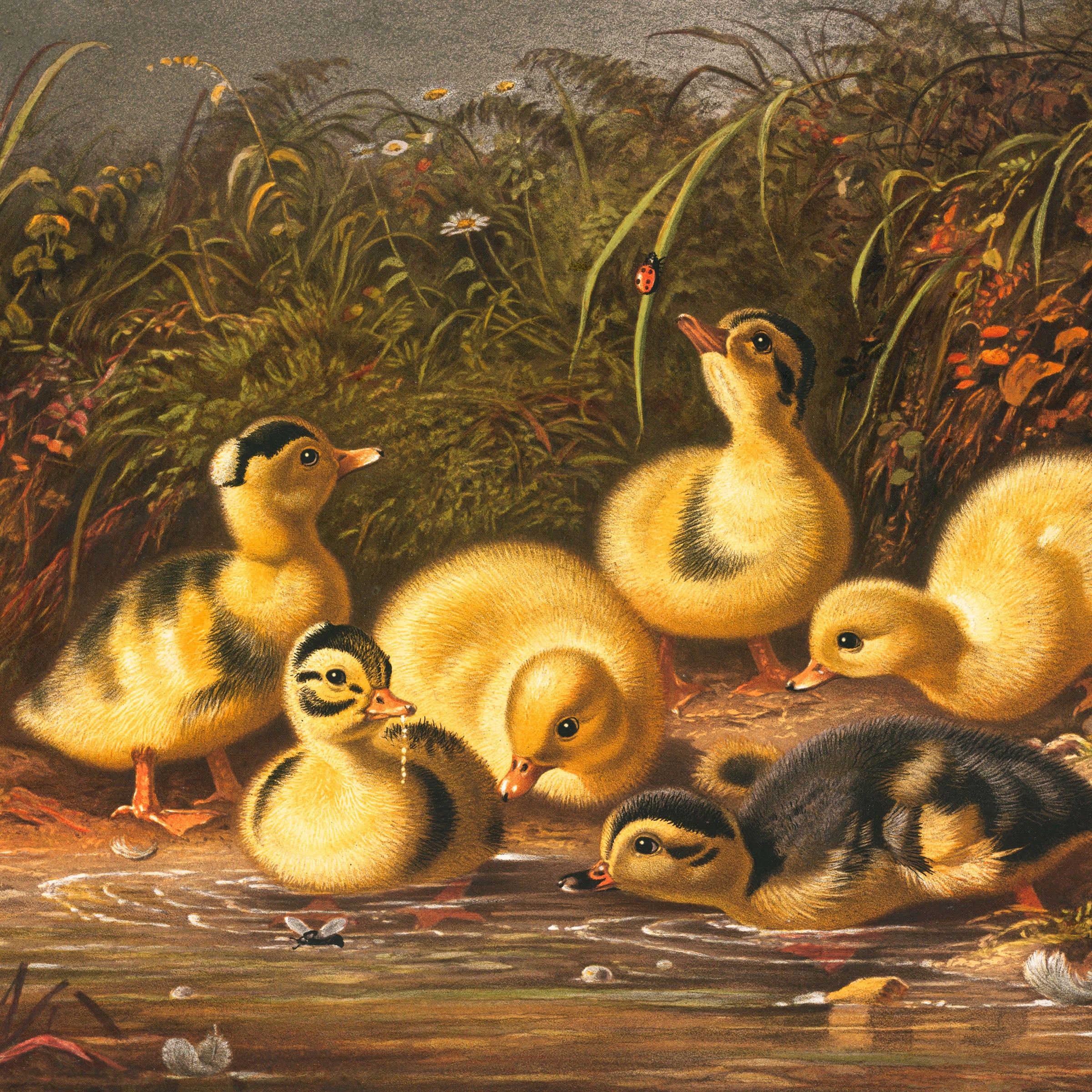 the ducklings