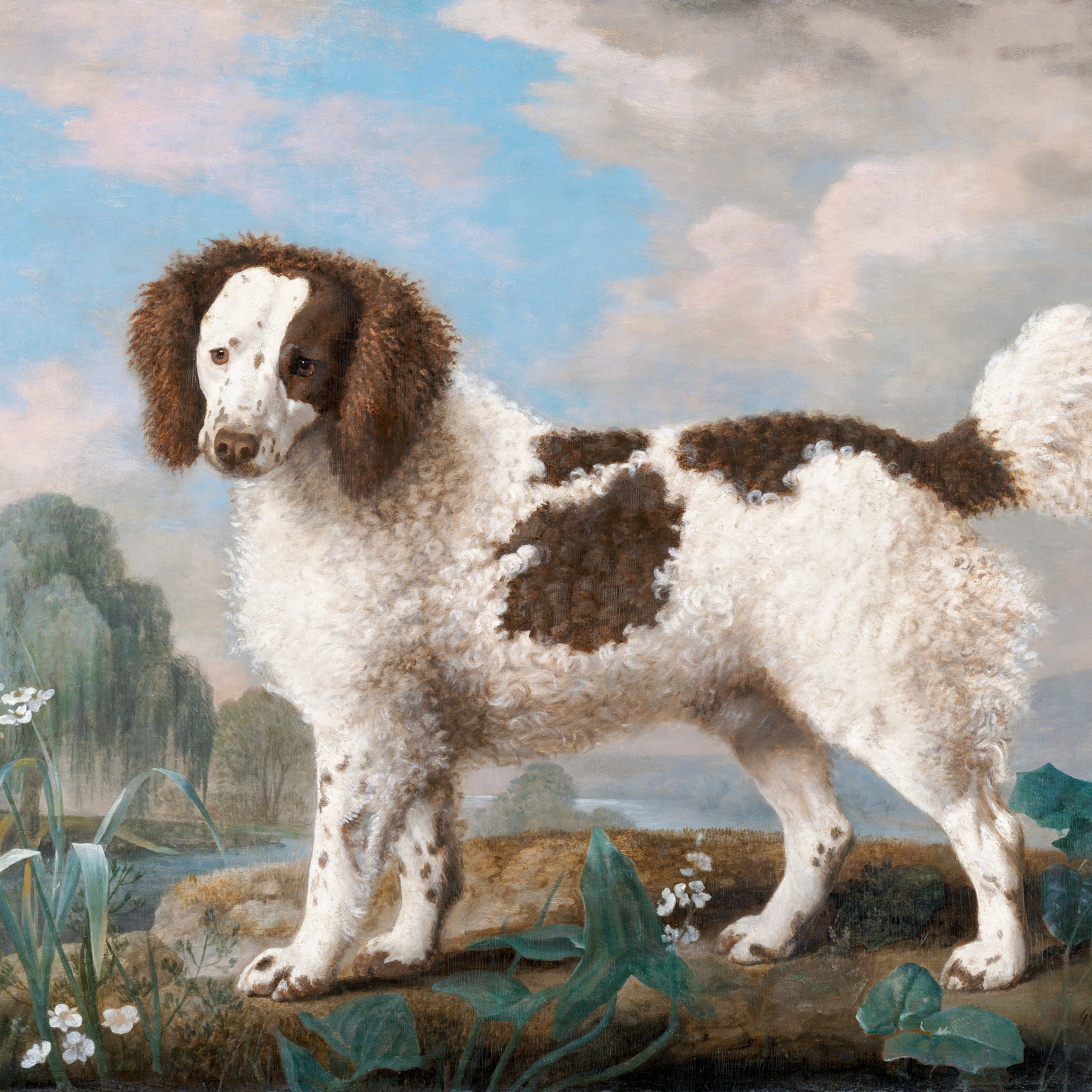water spaniel