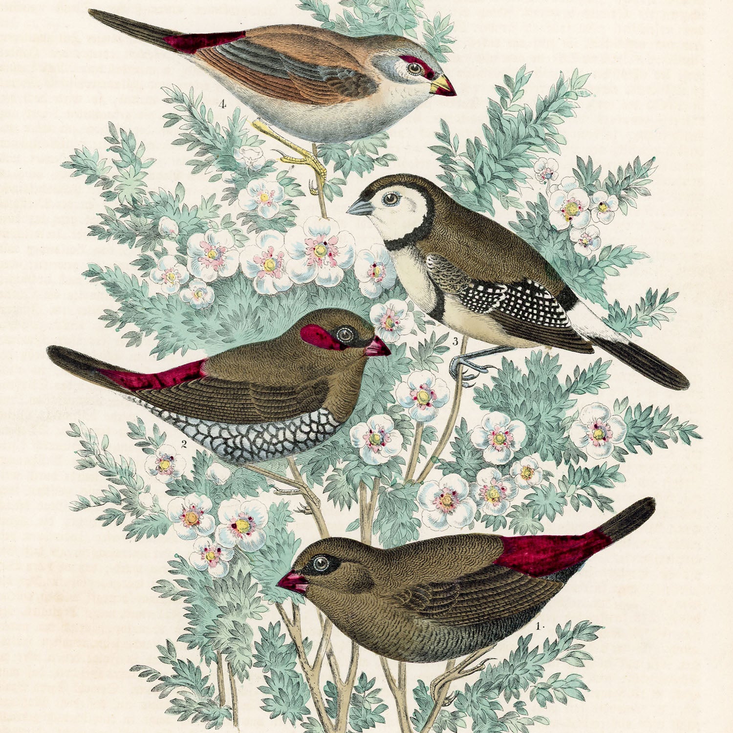 feathered friends