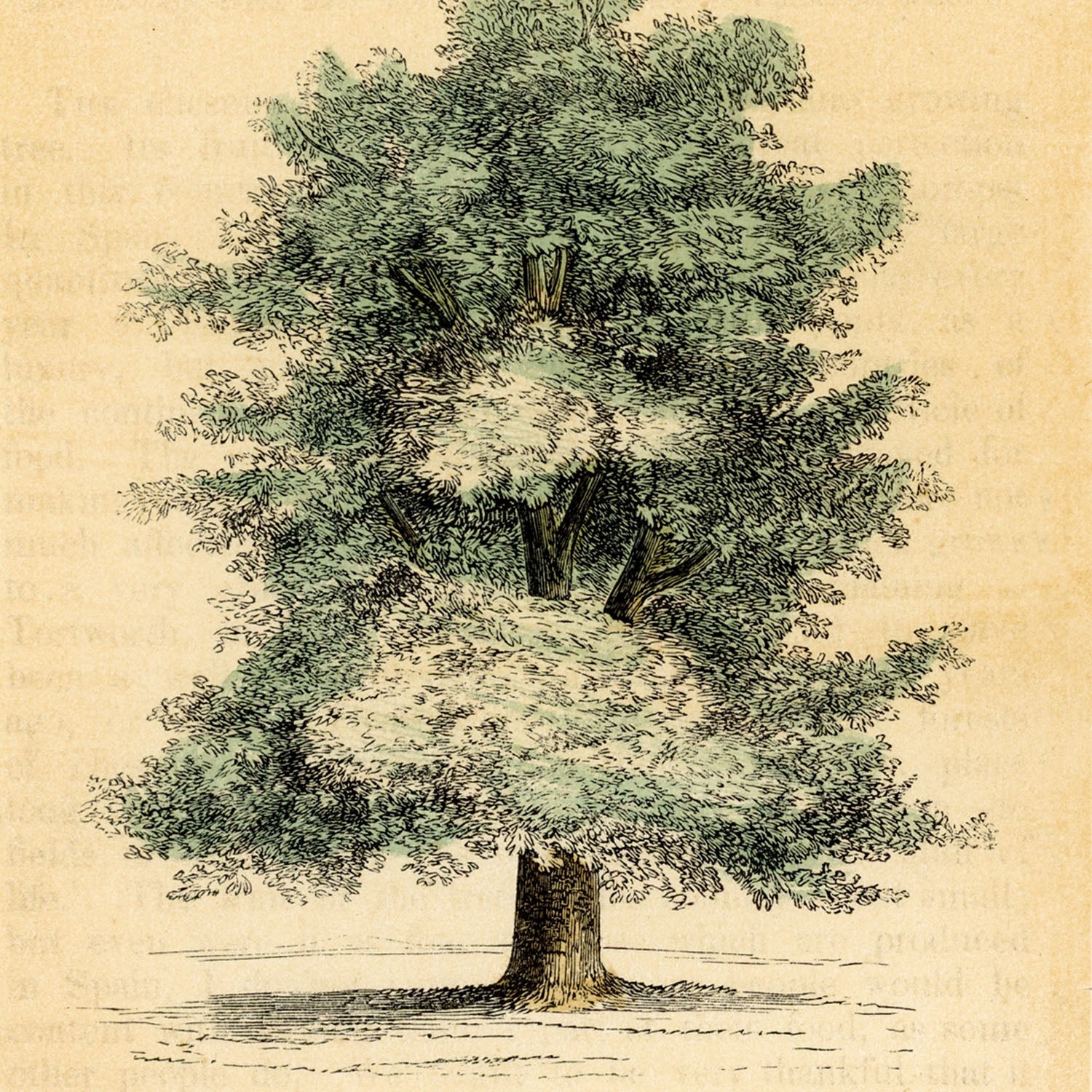 the chestnut tree