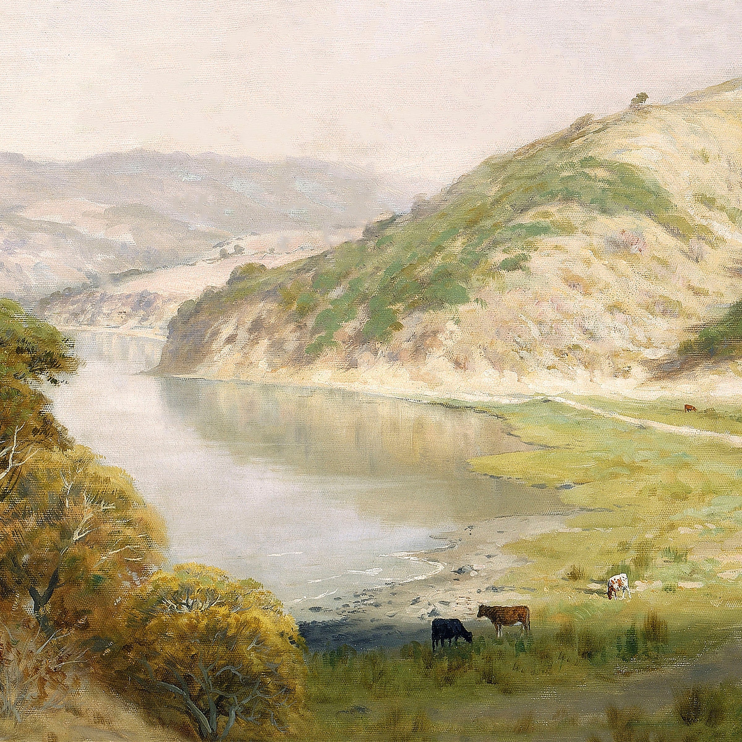 cows near the shore