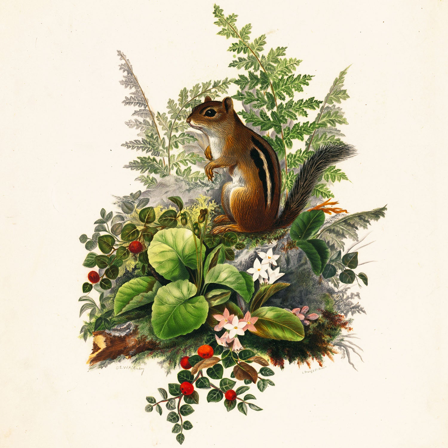 alvin
