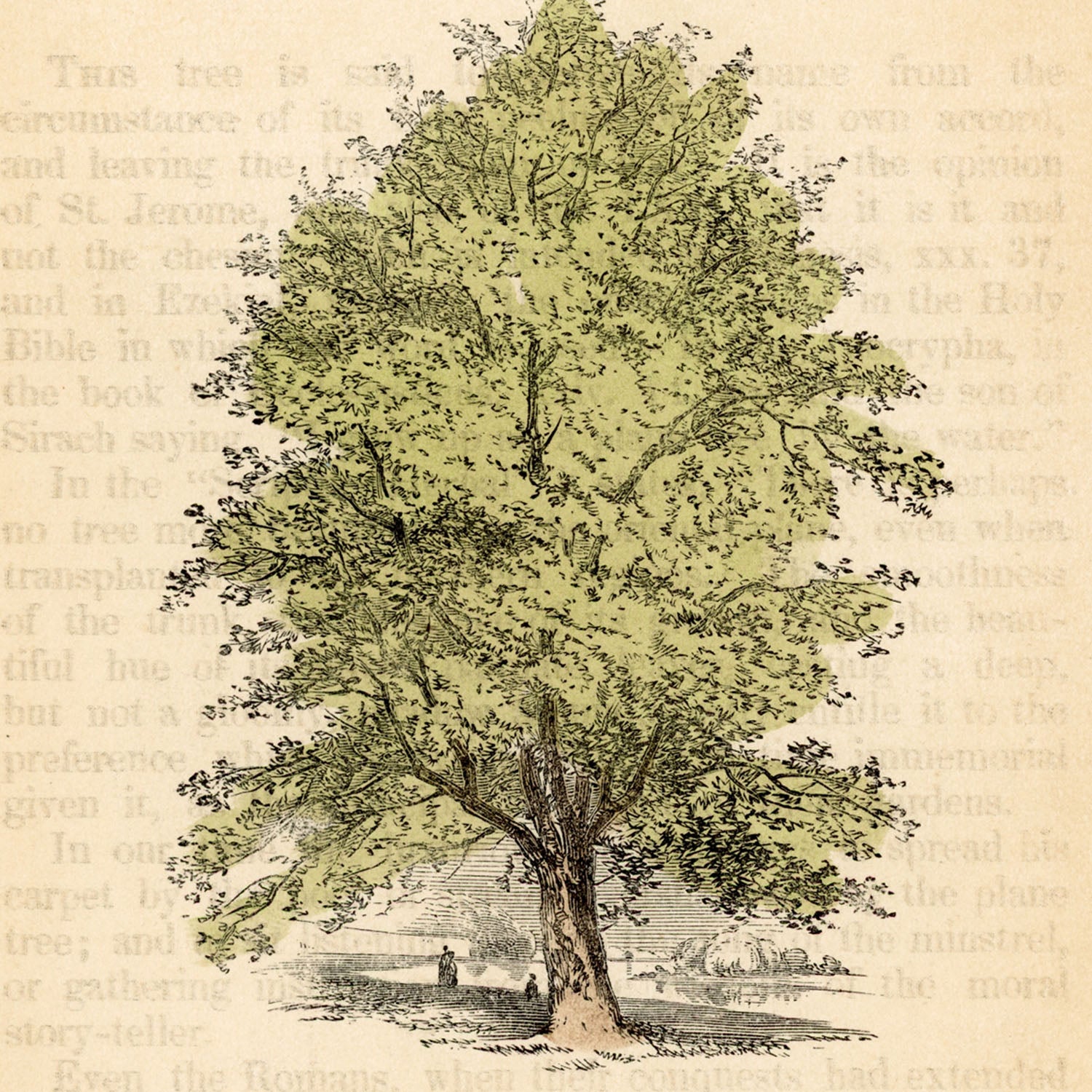the plane tree