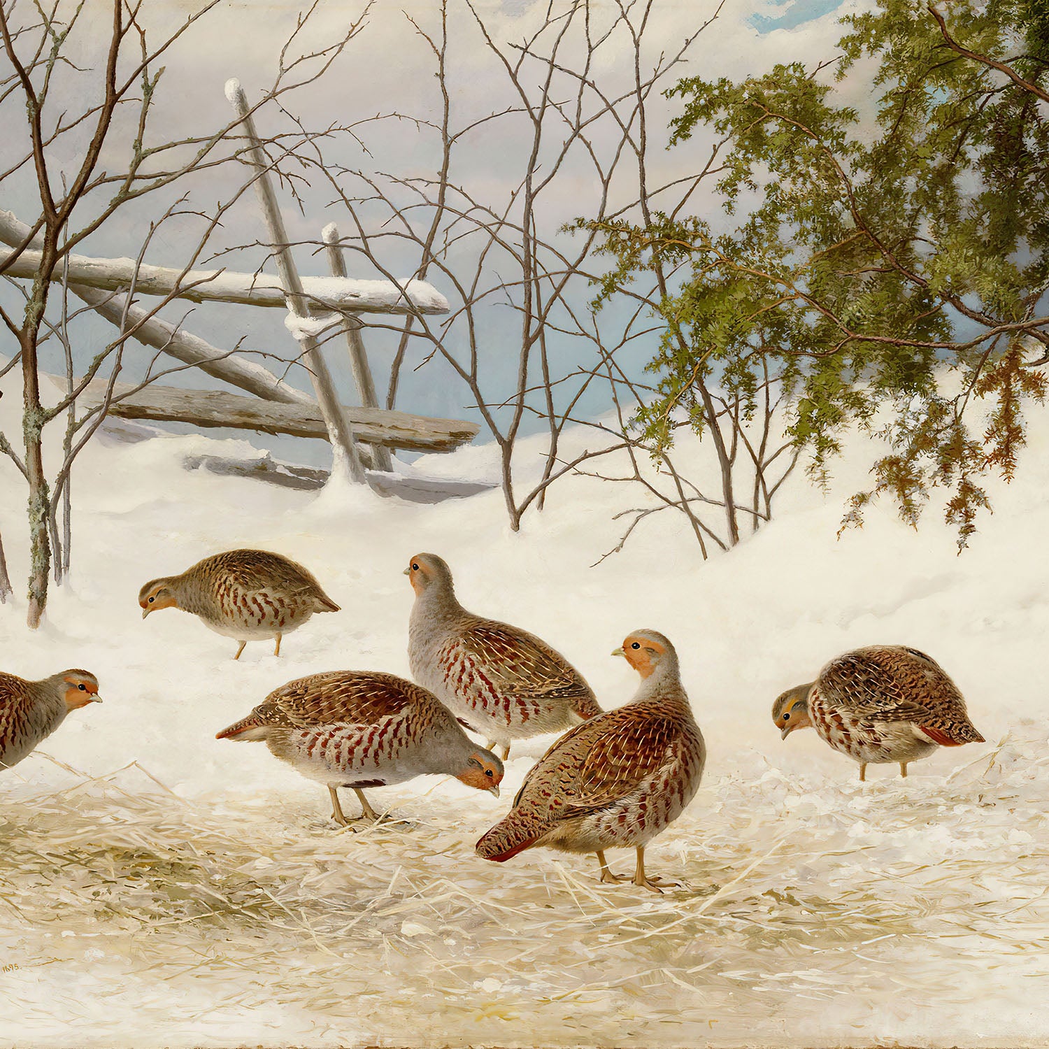 partridges in snow
