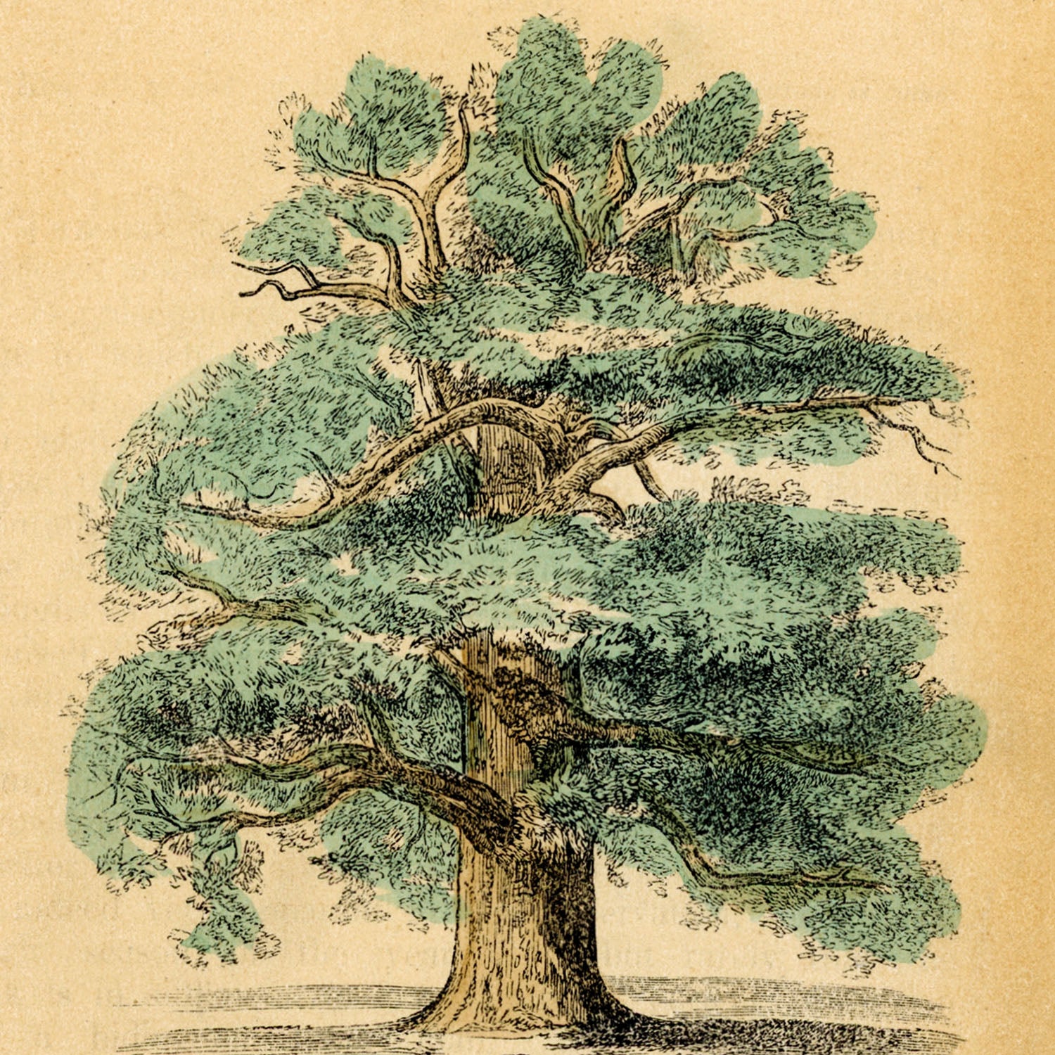 the oak tree