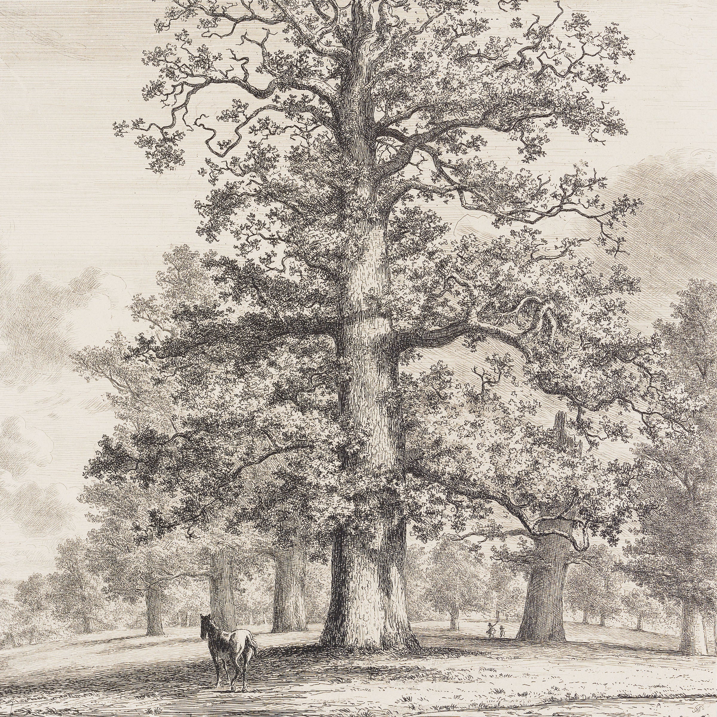 the tall oak at fredville