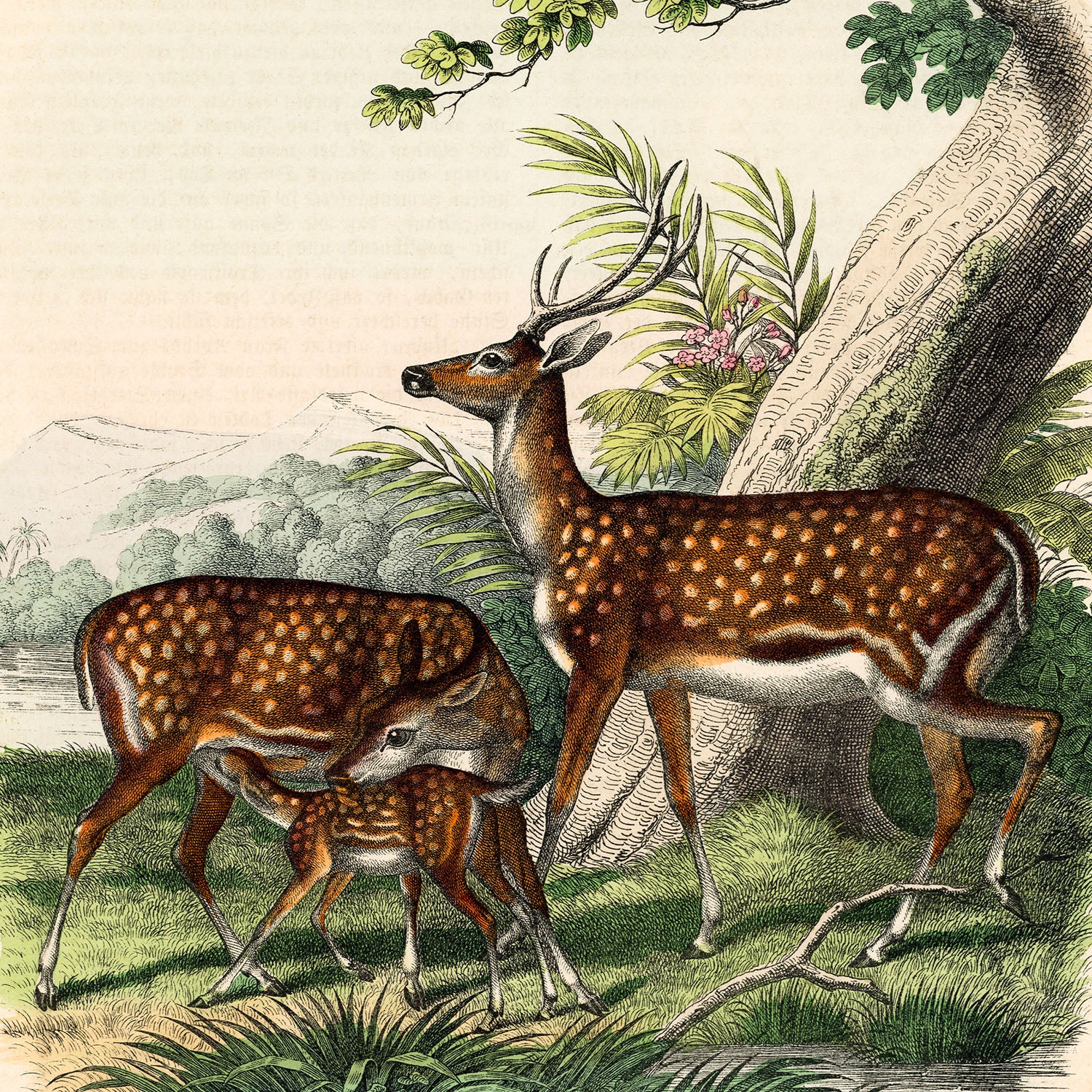 family of deer