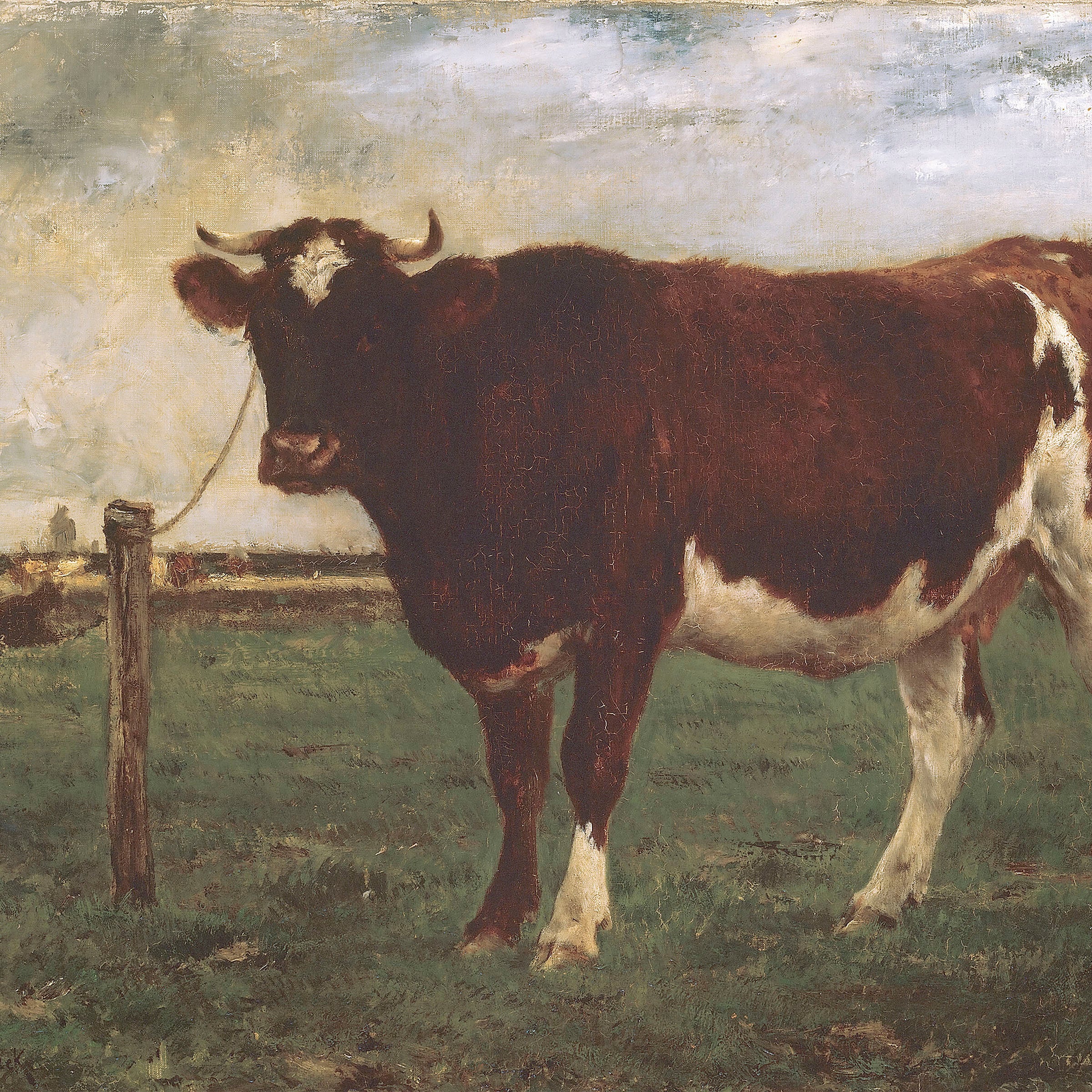 study of a cow