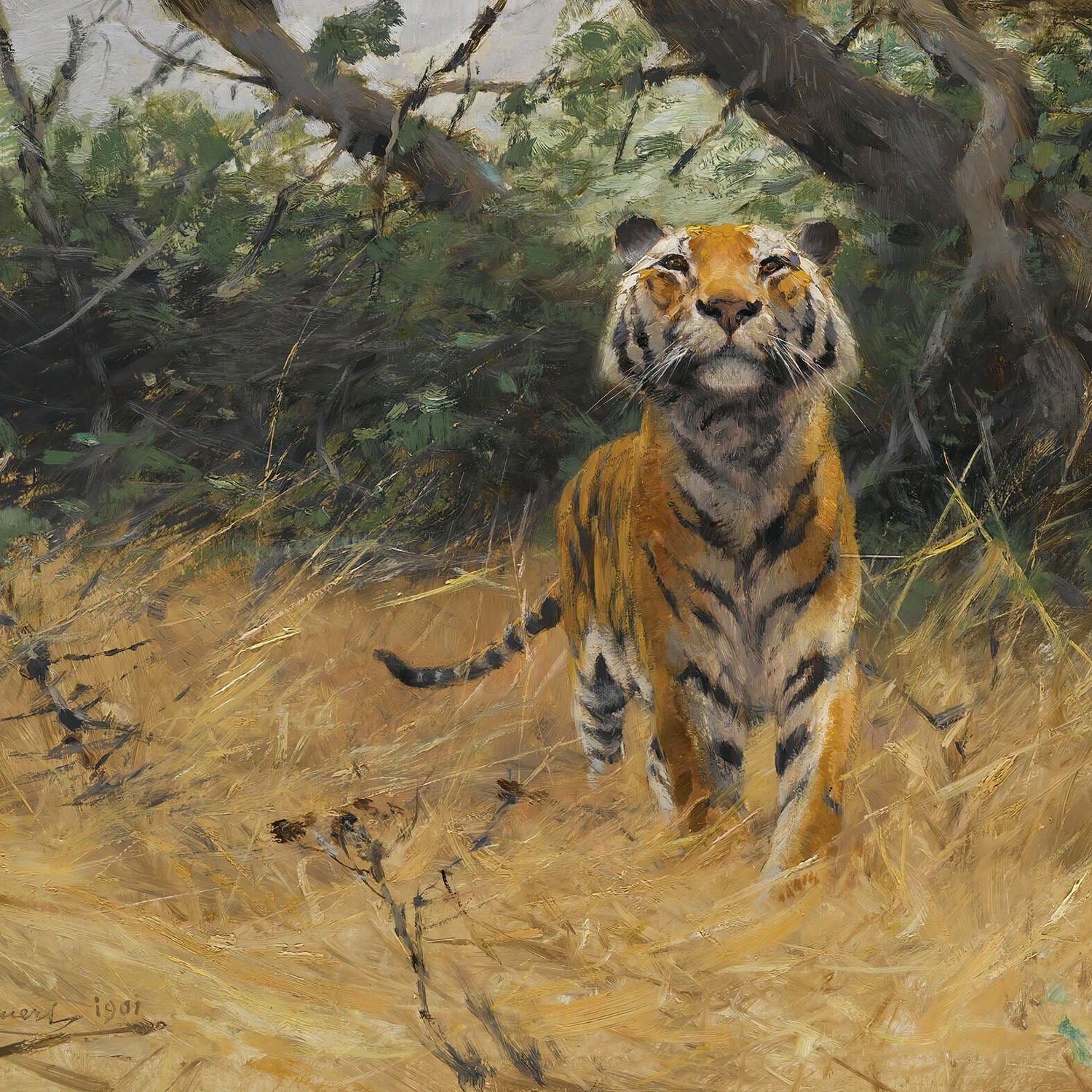 tiger on the watch